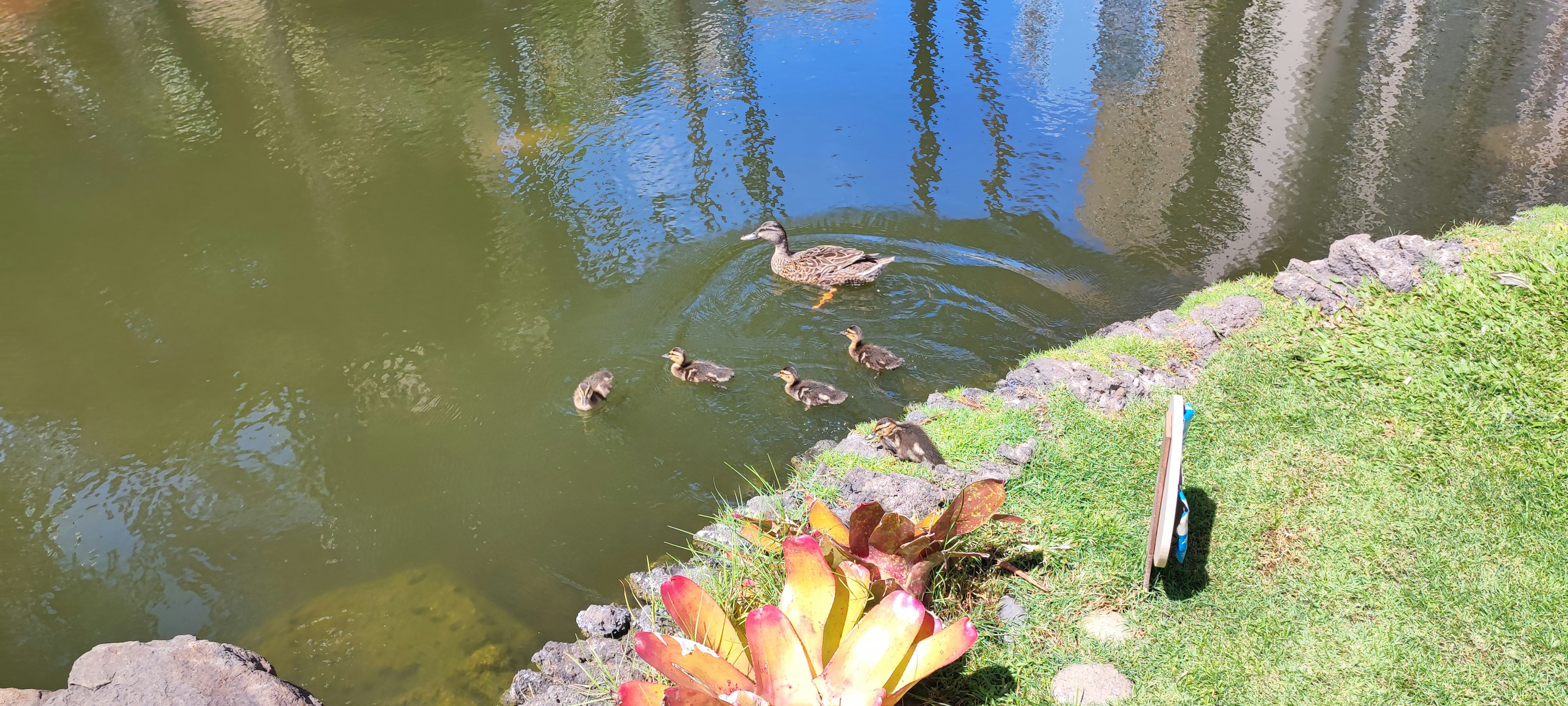 池の中を泳ぐ母鴨とその子供たちの群れ