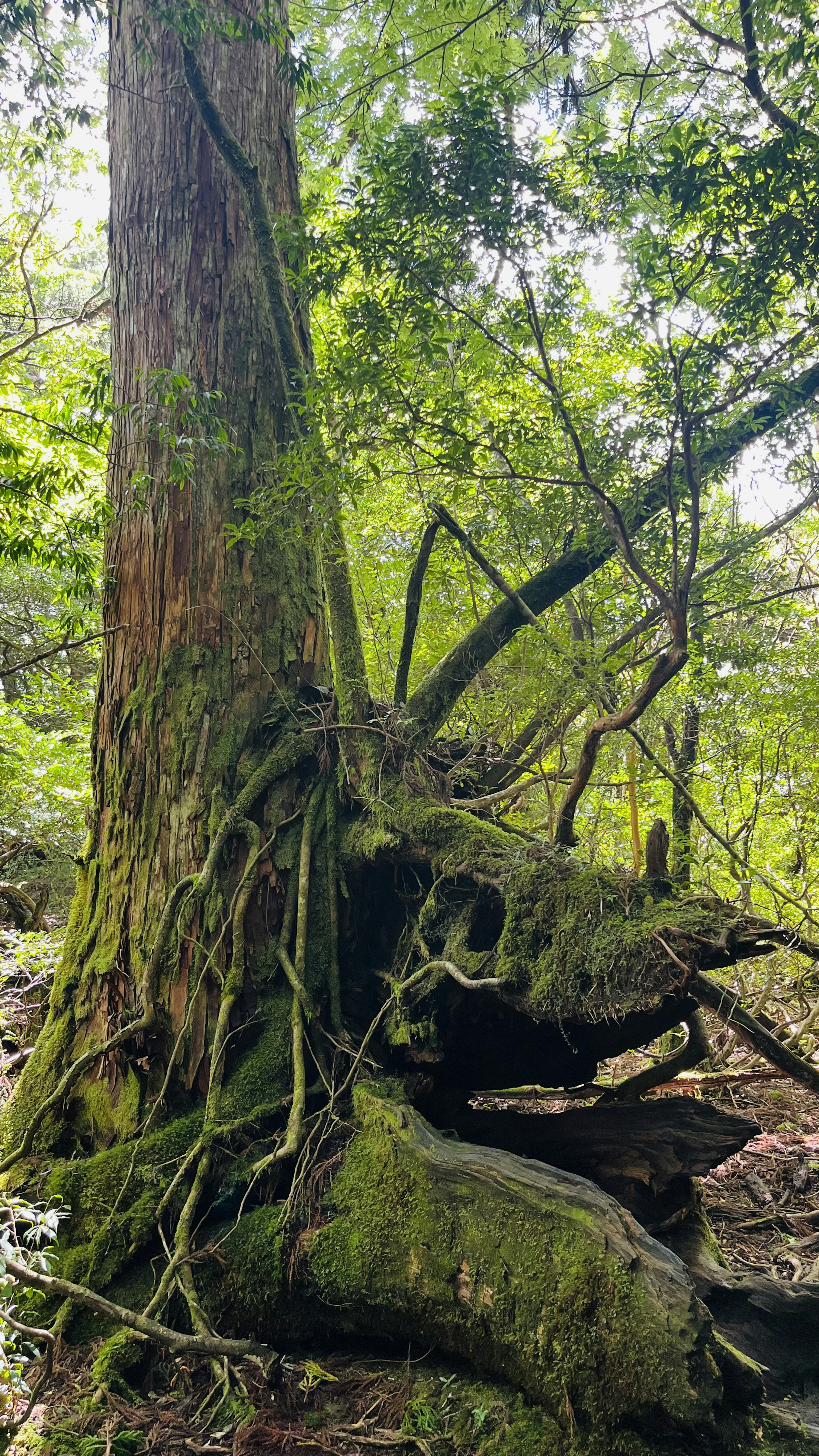 Large tree trunk with intricate roots in a lush forest setting