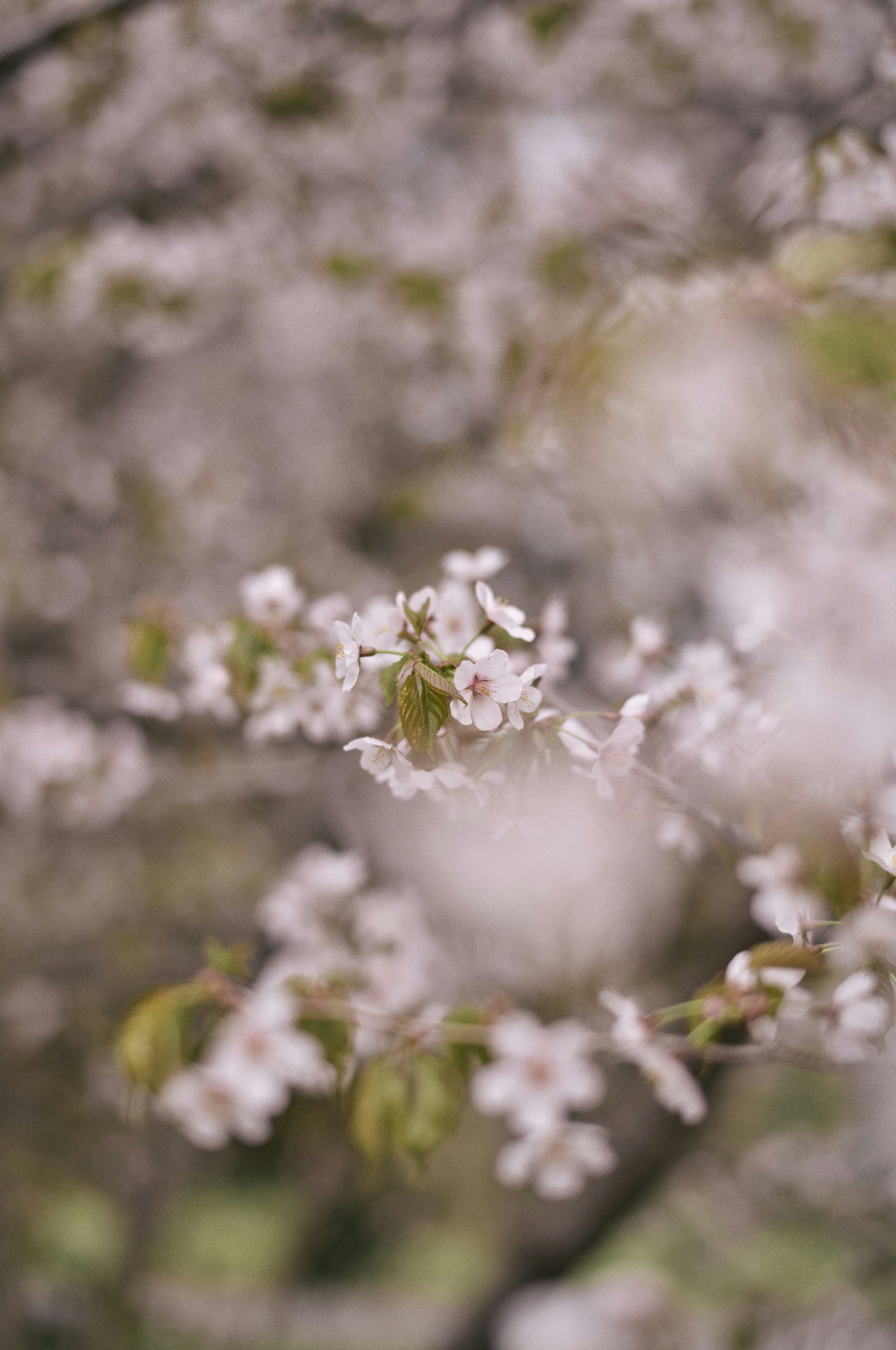 Kedekatan bunga sakura merah muda lembut di cabang