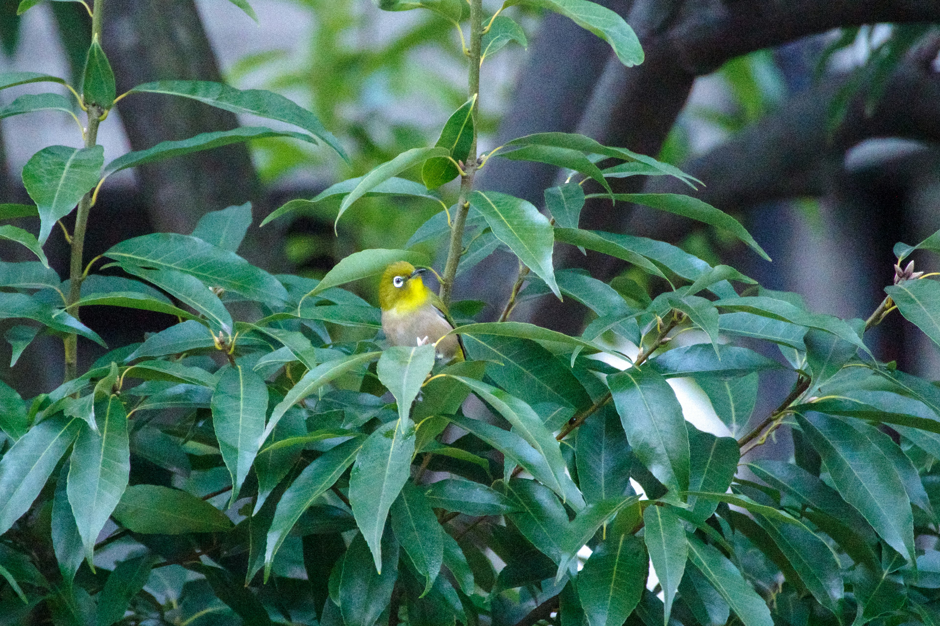 Small yellow bird hidden among green leaves