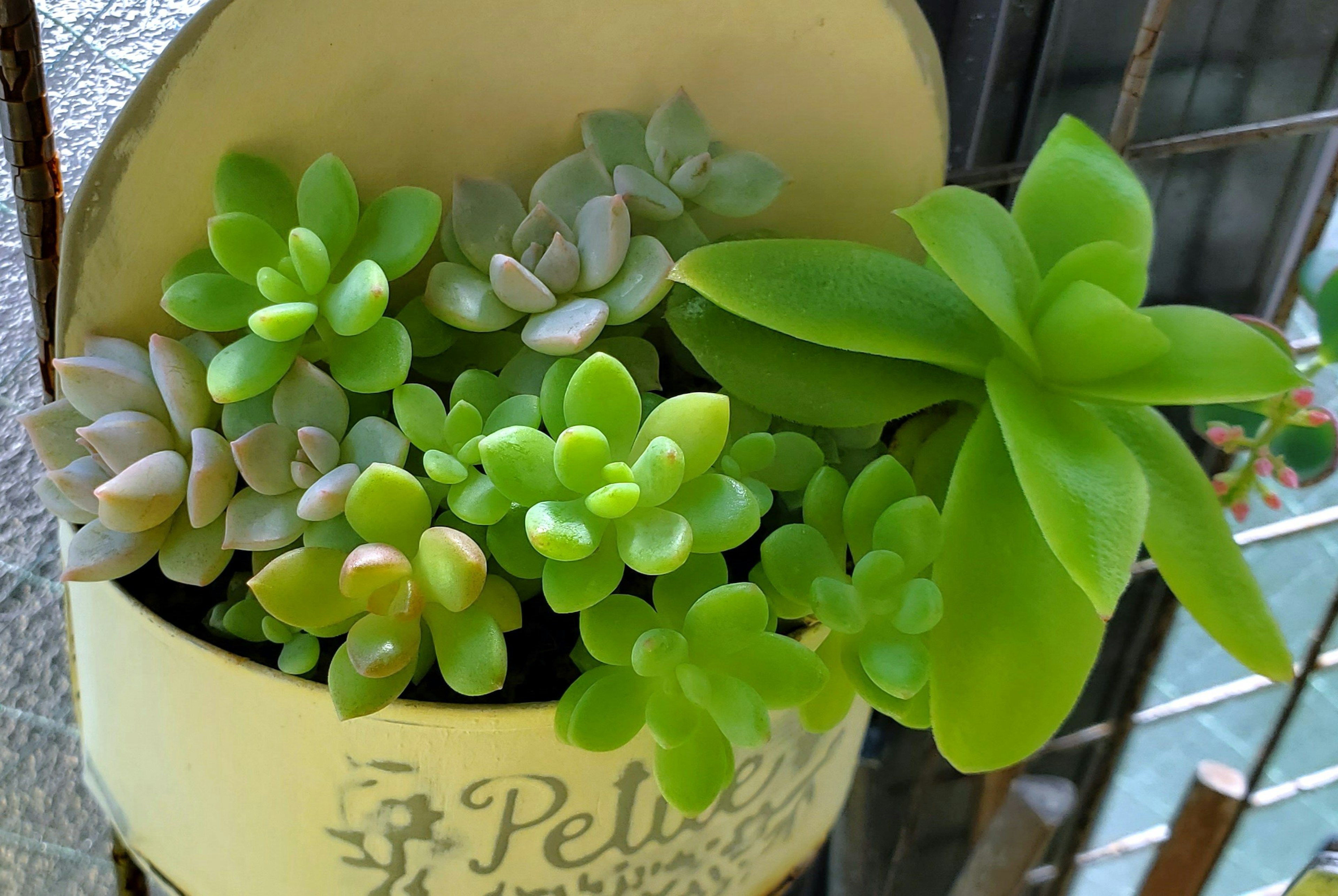 Una maceta pequeña con varias plantas suculentas