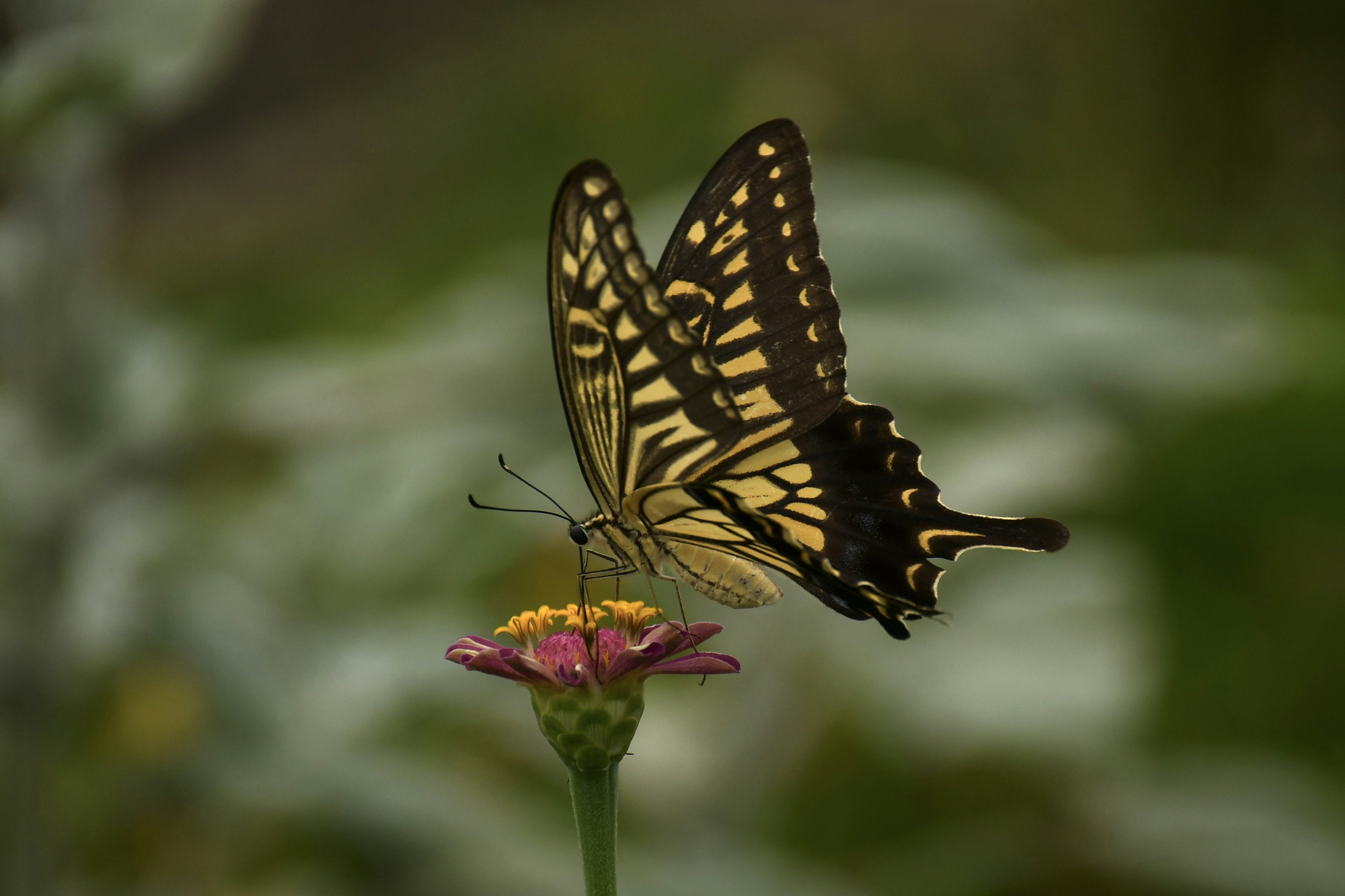 美しい蝶が花の上に止まっているシーン 蝶は黒と黄色の模様を持ち 花はピンク色で周囲は緑の背景