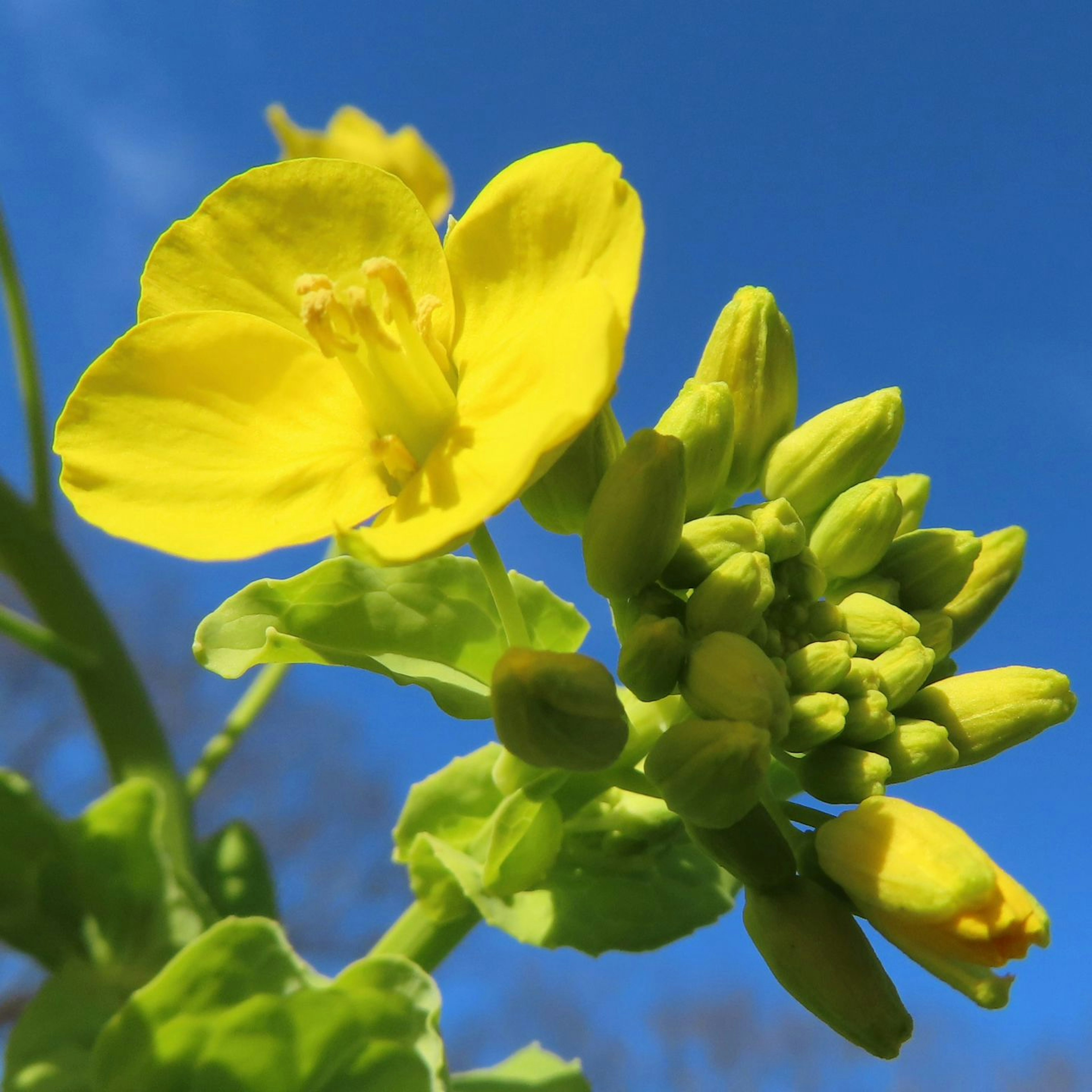 Flores amarillas vibrantes y botones contra un cielo azul