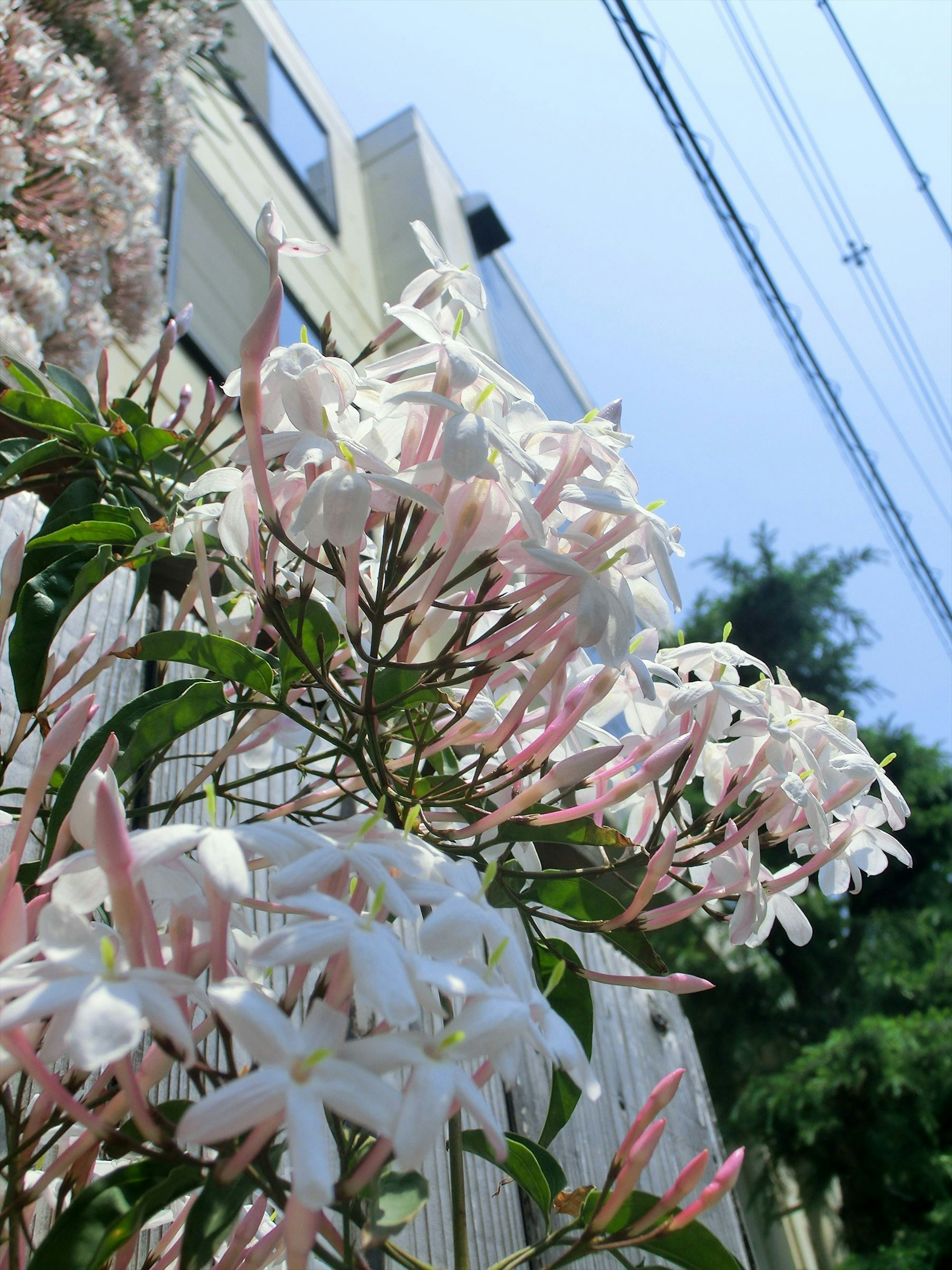 Une plante avec des fleurs blanches et roses contre un ciel bleu