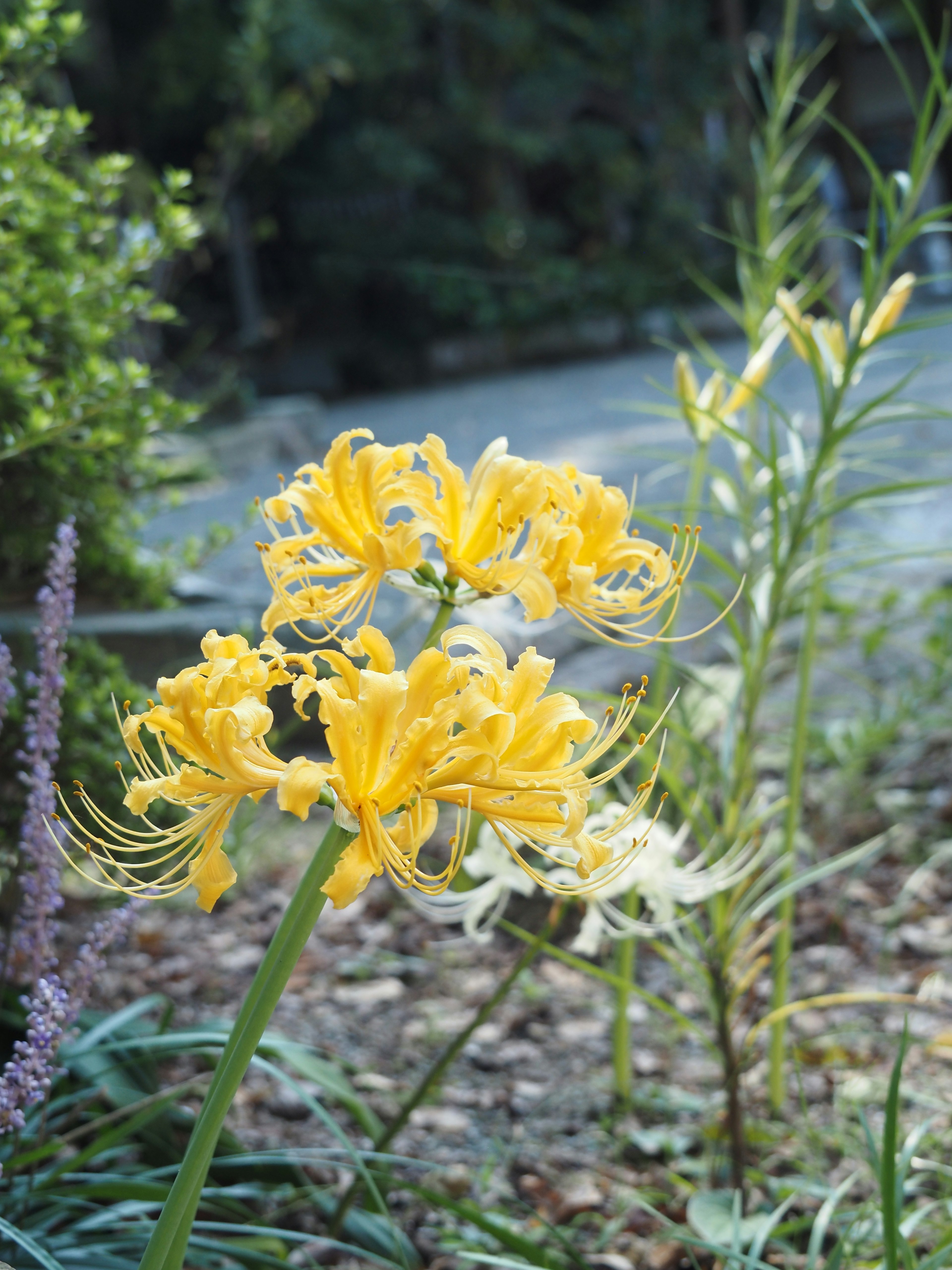 Gartenszene mit blühenden gelben Blumen