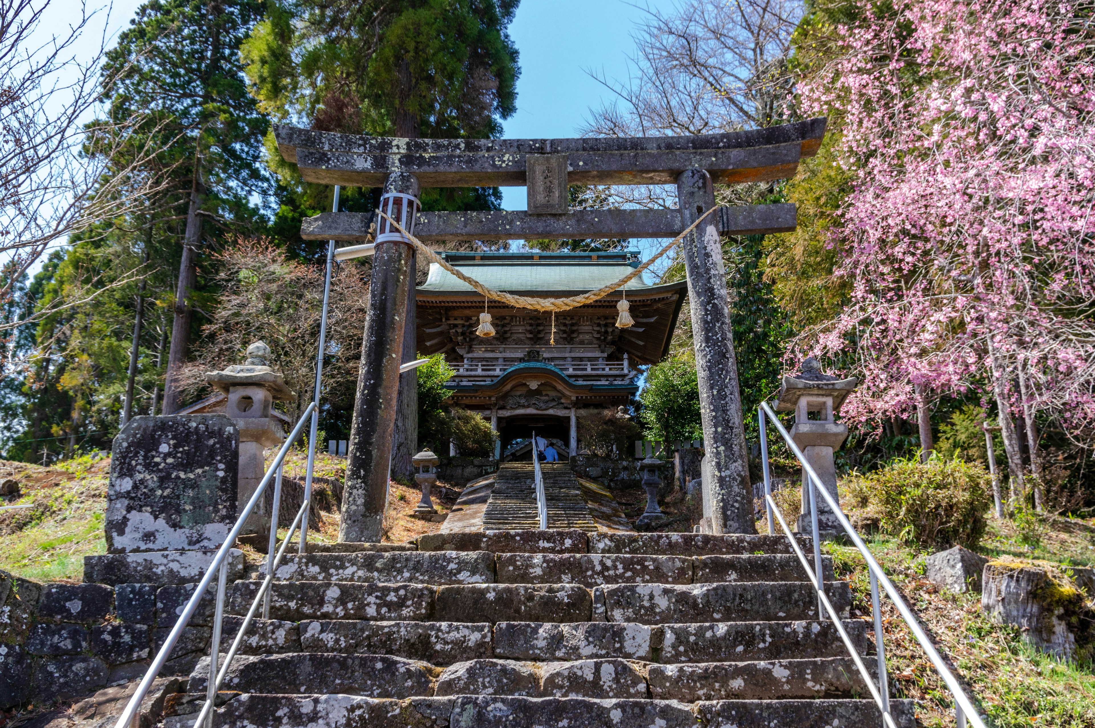 Torii gate and stone steps leading to a shrine with cherry blossom trees