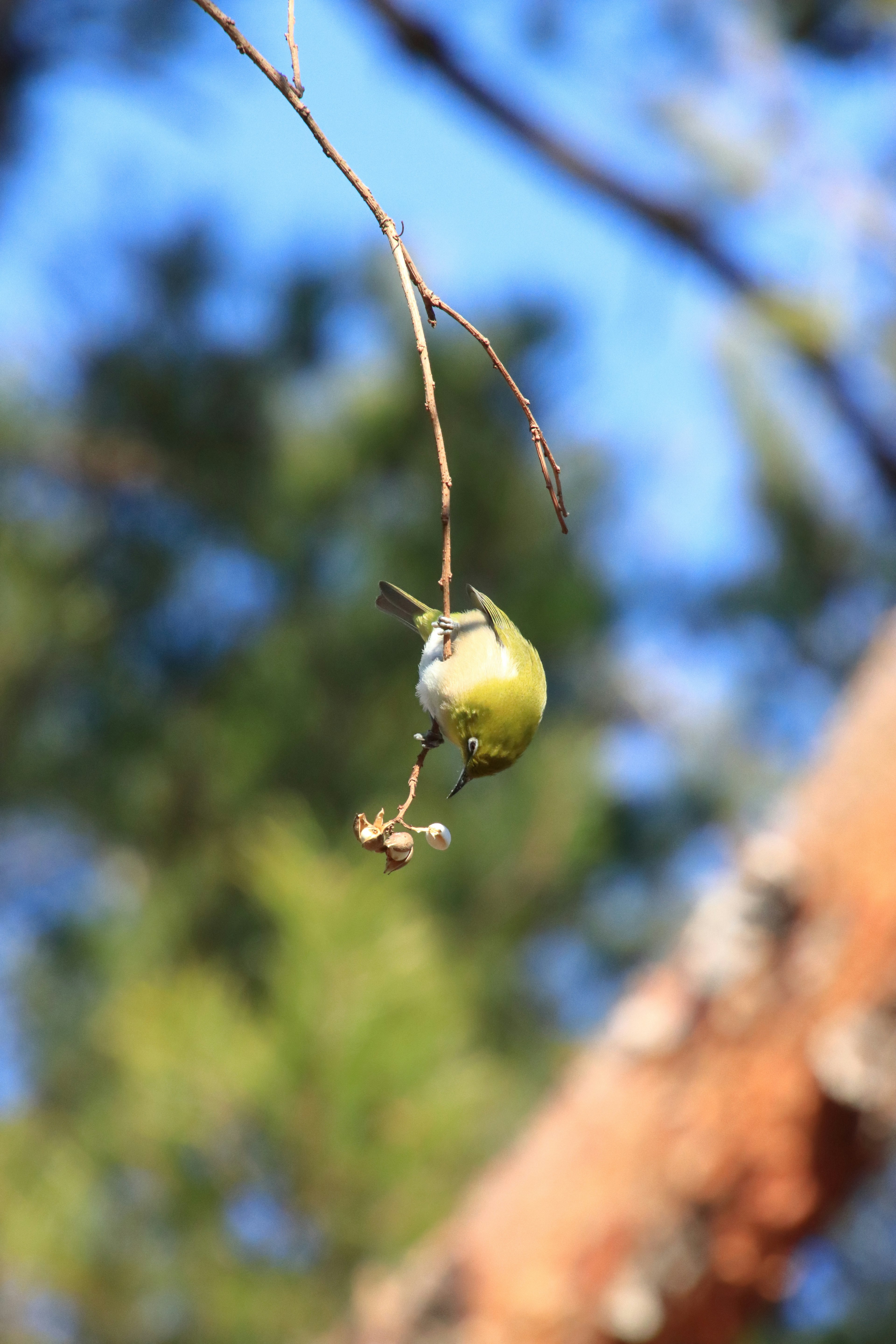 Small bird hanging from a twig Green feathers and white belly Blurred background