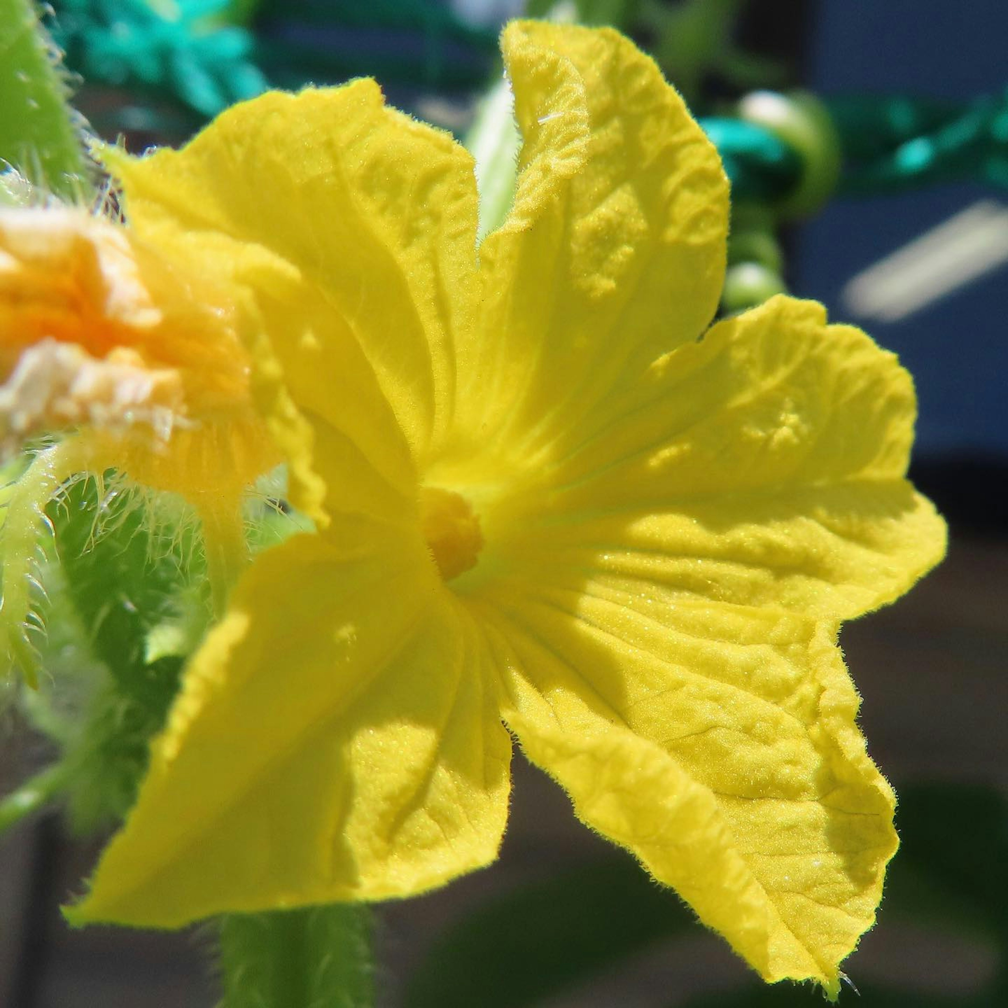 Nahaufnahme einer gelben Kürbisblüte