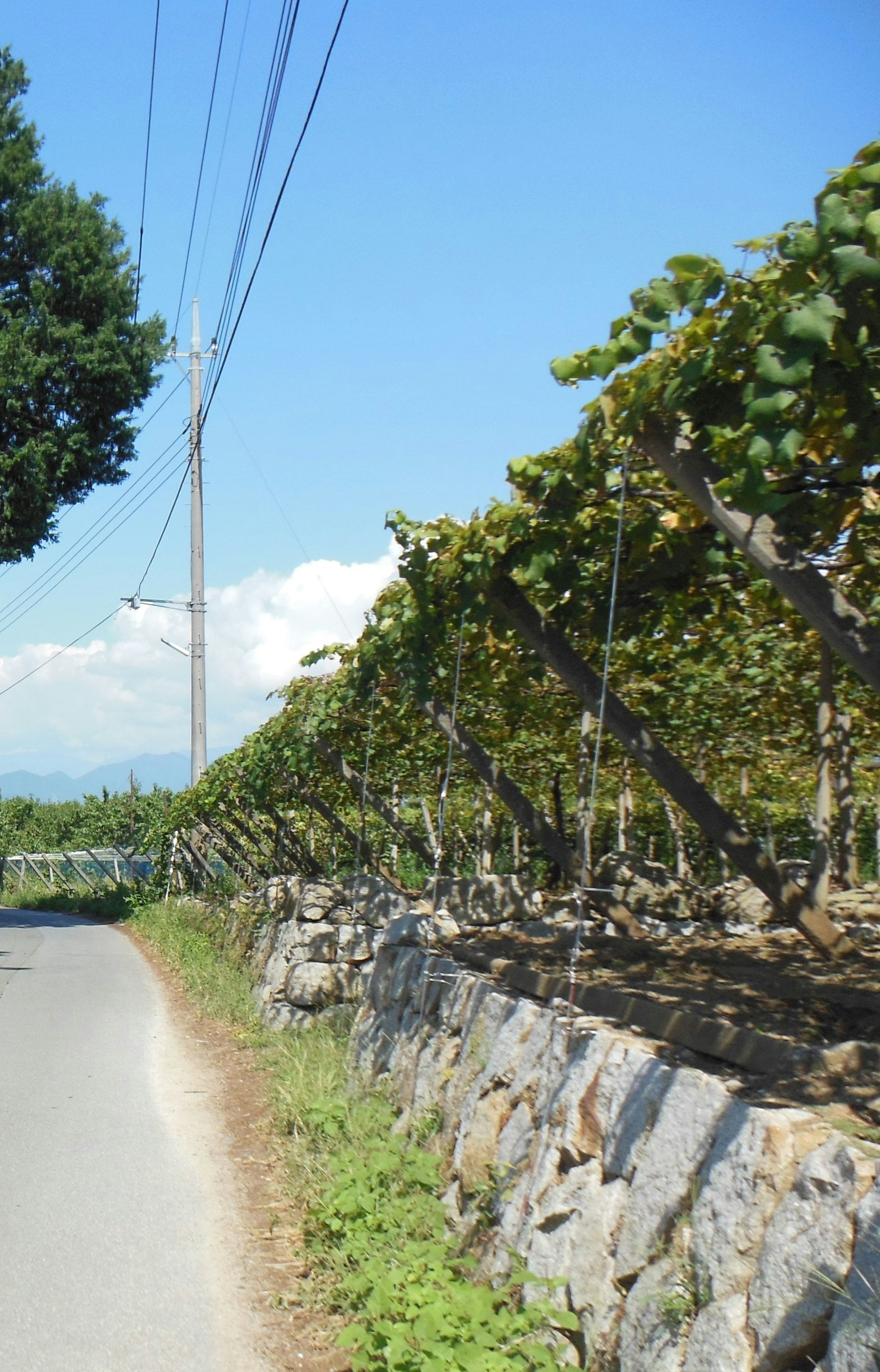 Weinberg unter blauem Himmel neben einer gepflasterten Straße