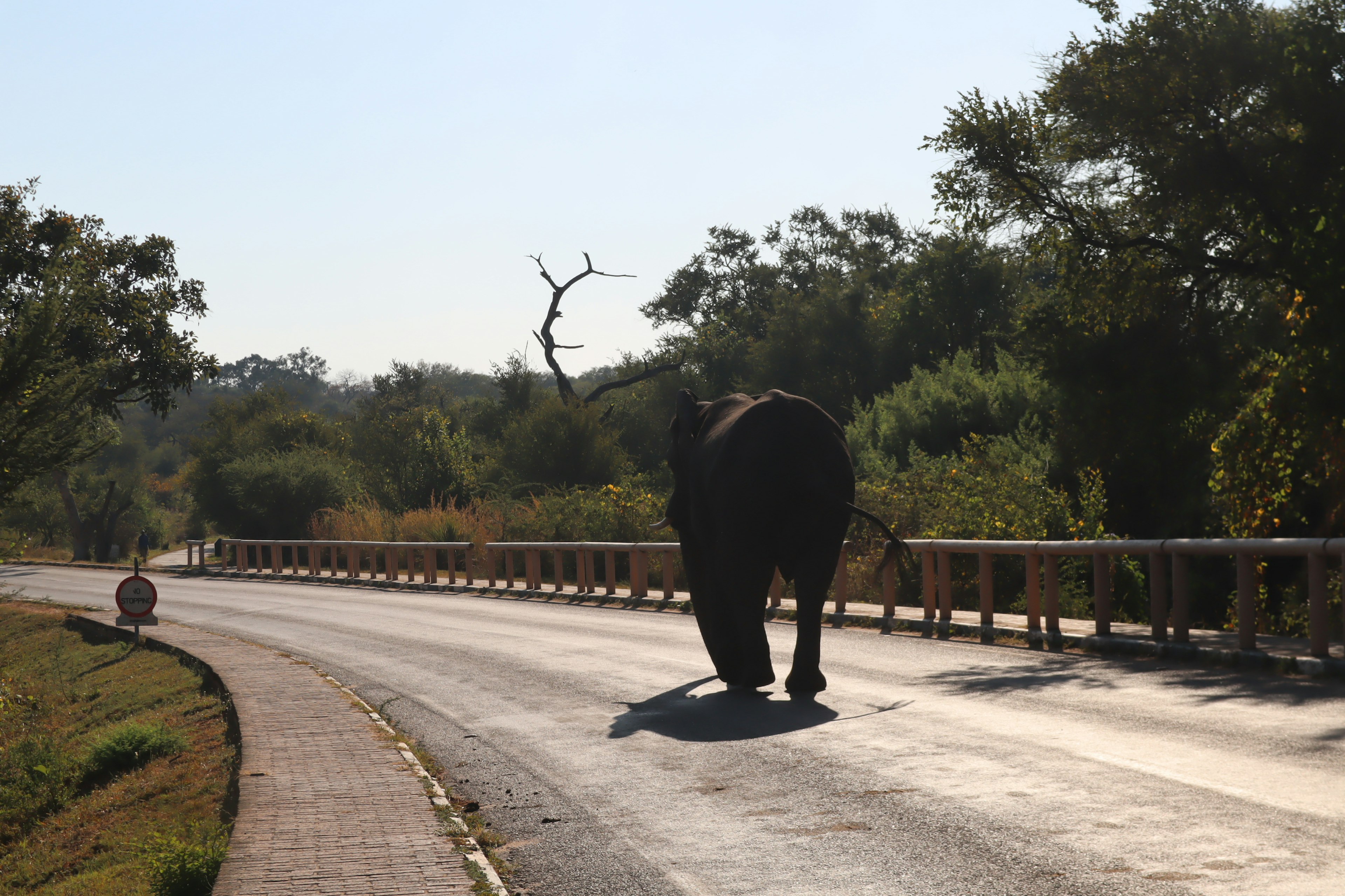 Elefante che attraversa la strada con alberi e cielo blu sullo sfondo