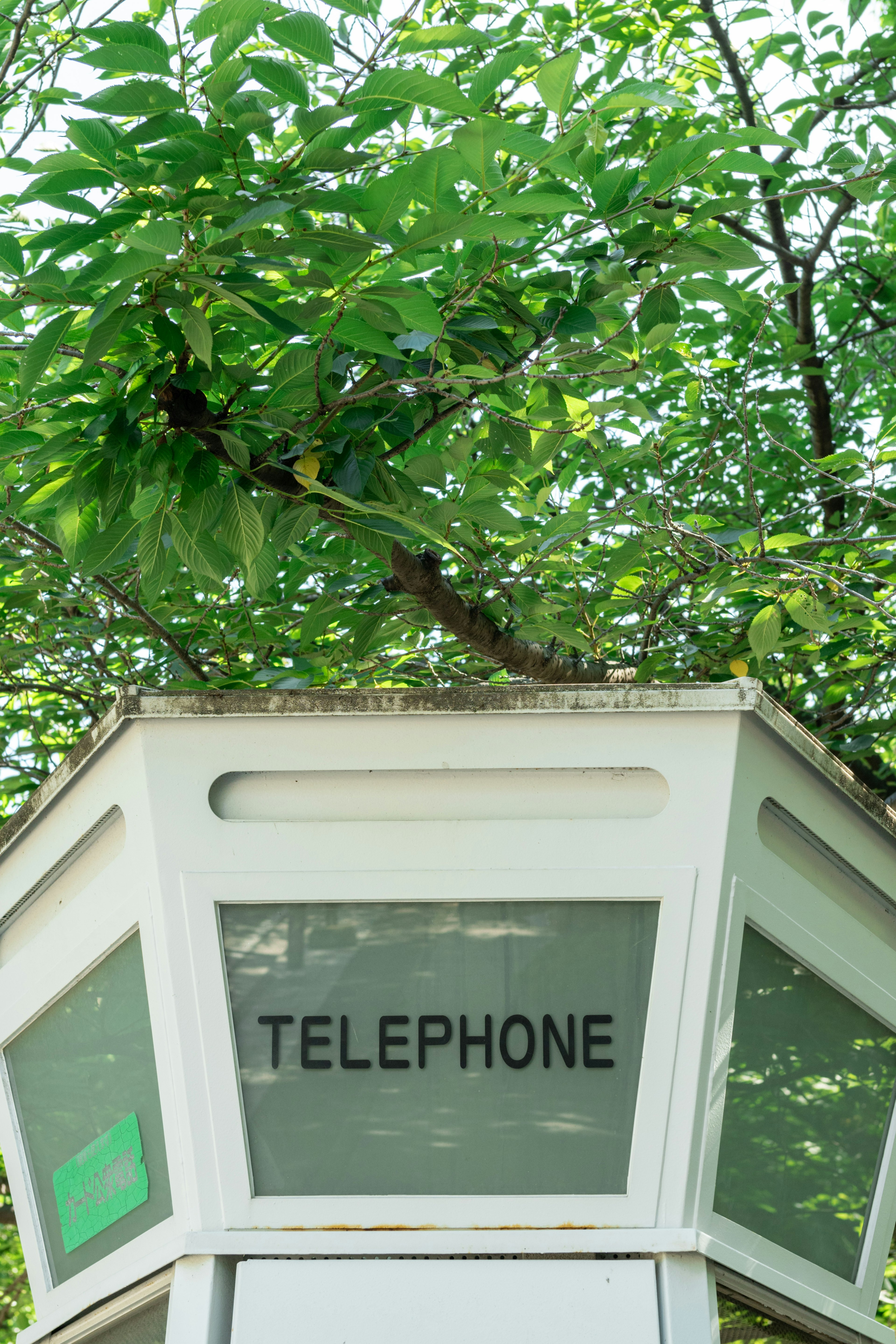 Eine Telefonzelle mit einem Baumzweig und Blättern darüber