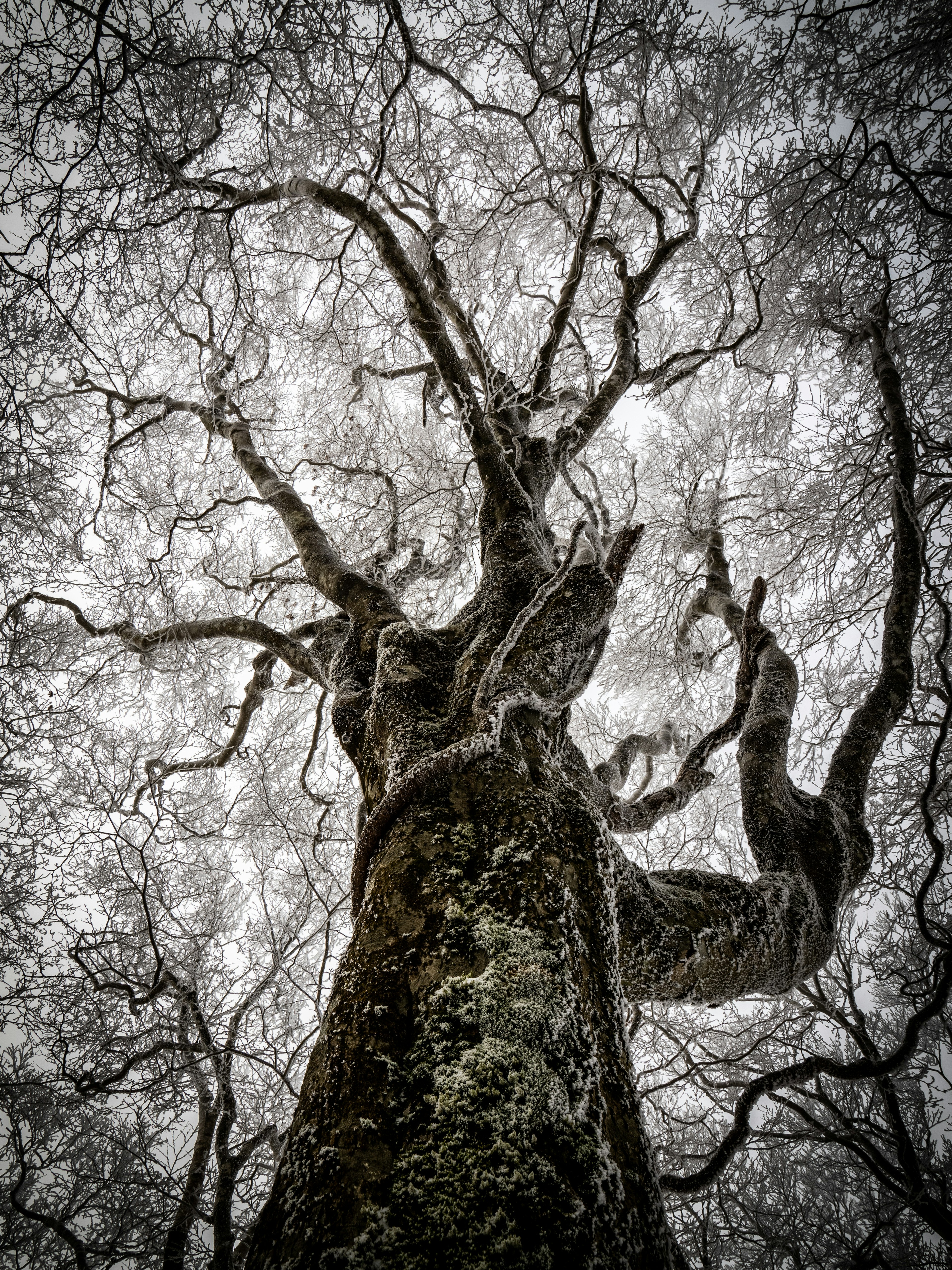 A towering tree viewed from below with sprawling branches