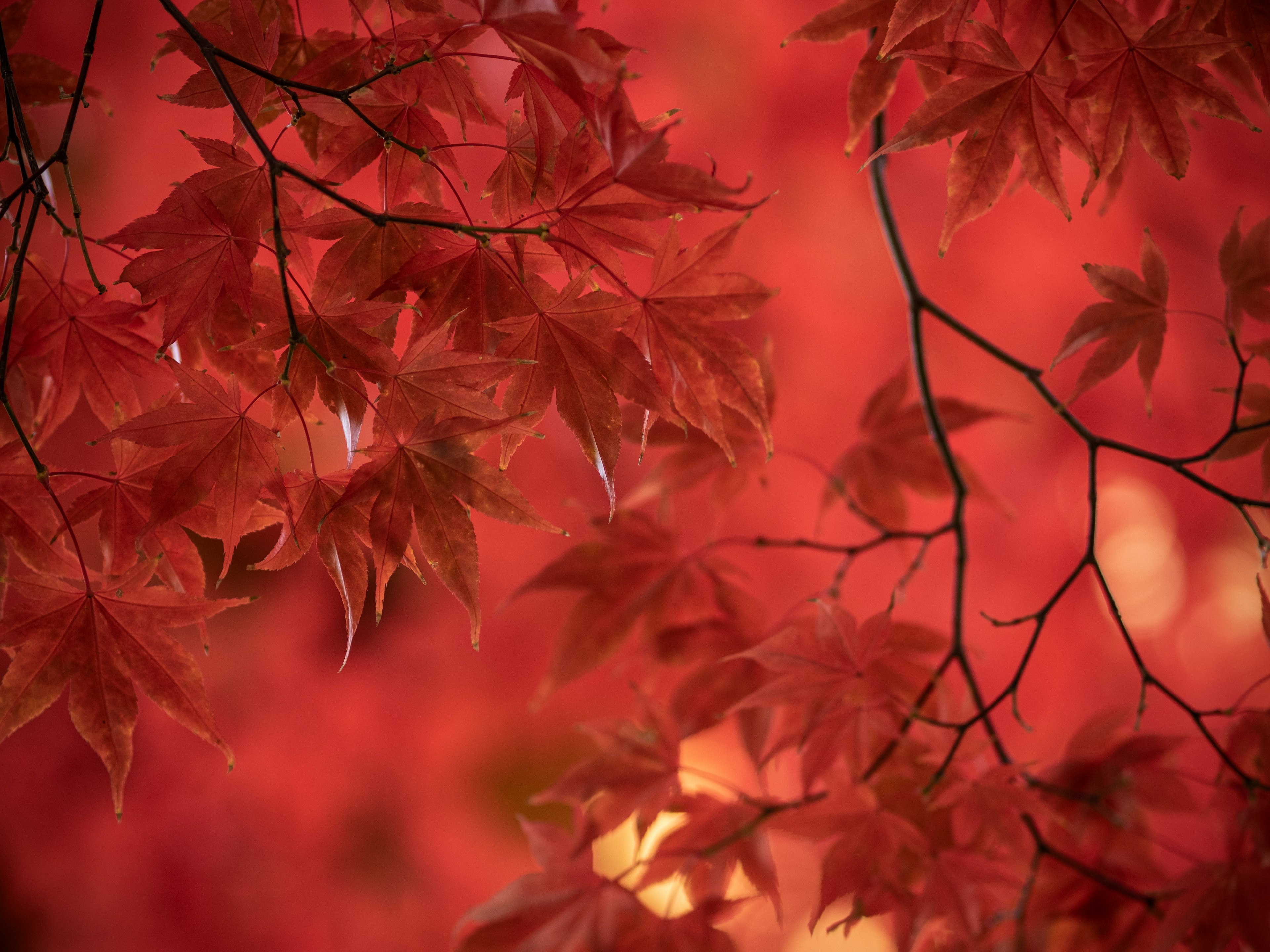 Daun maple merah tergantung dari cabang dengan latar belakang merah kabur