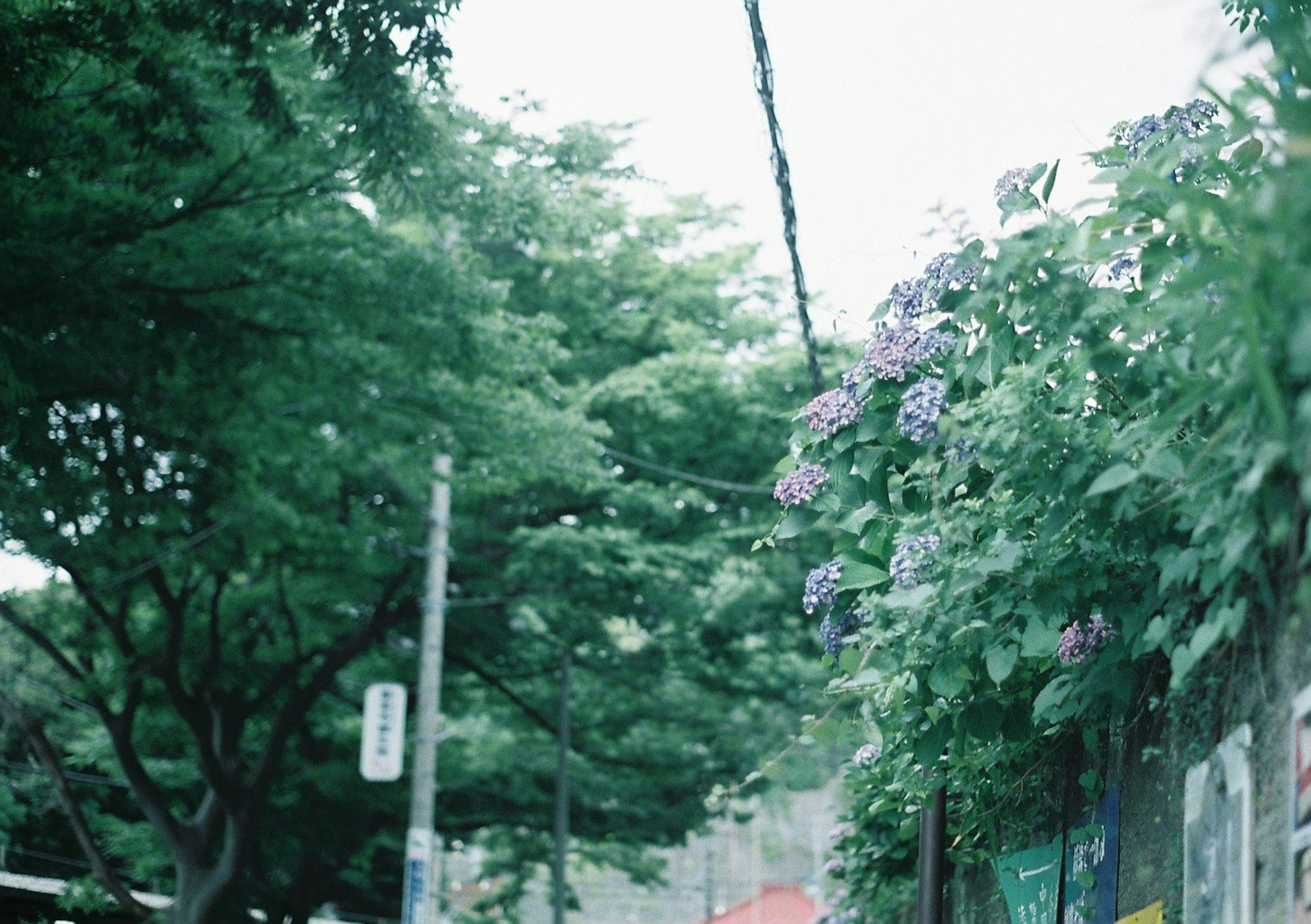 Vista escénica de árboles verdes y flores moradas floreciendo