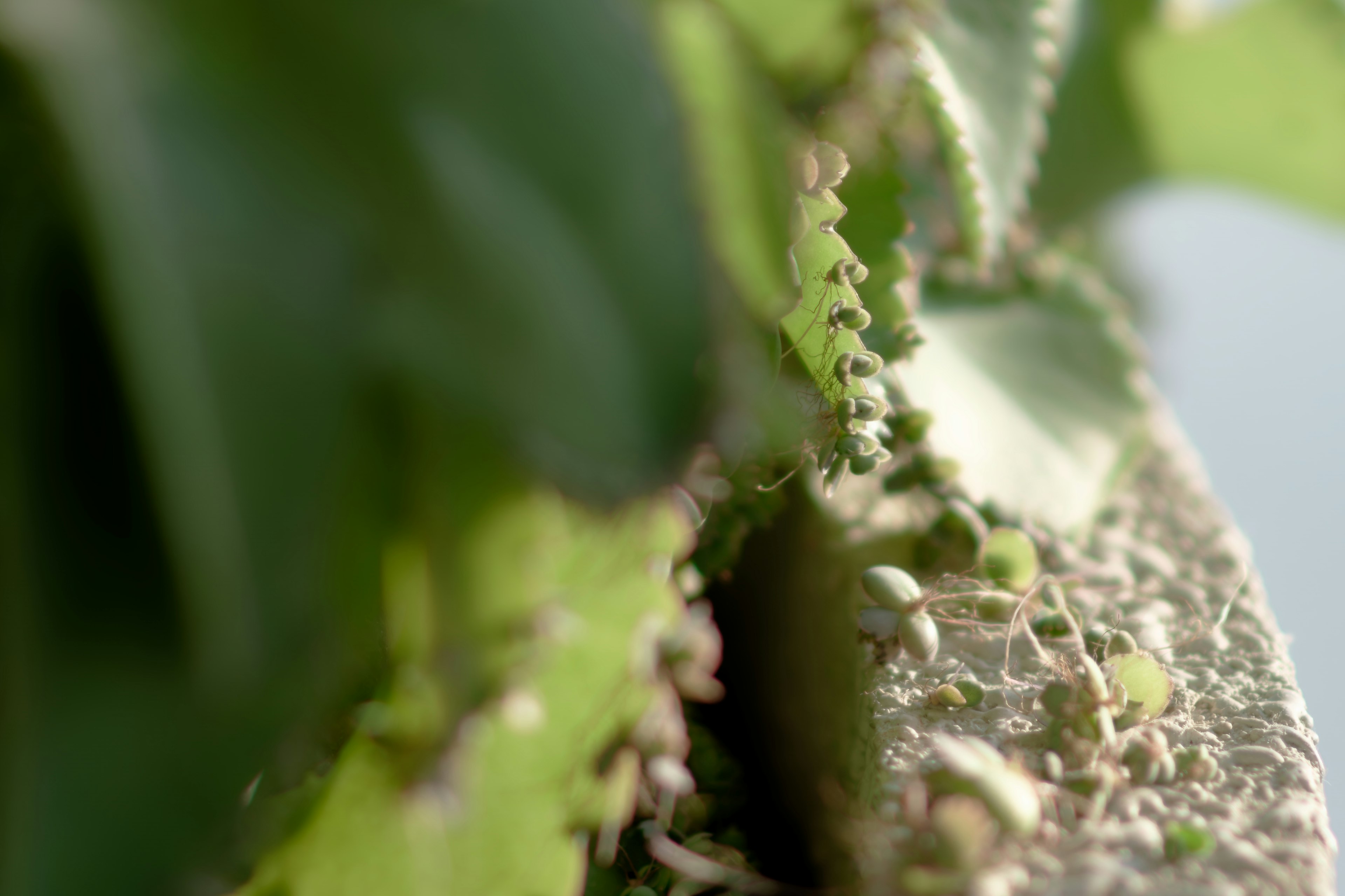 緑色の葉と多肉植物のクローズアップ写真