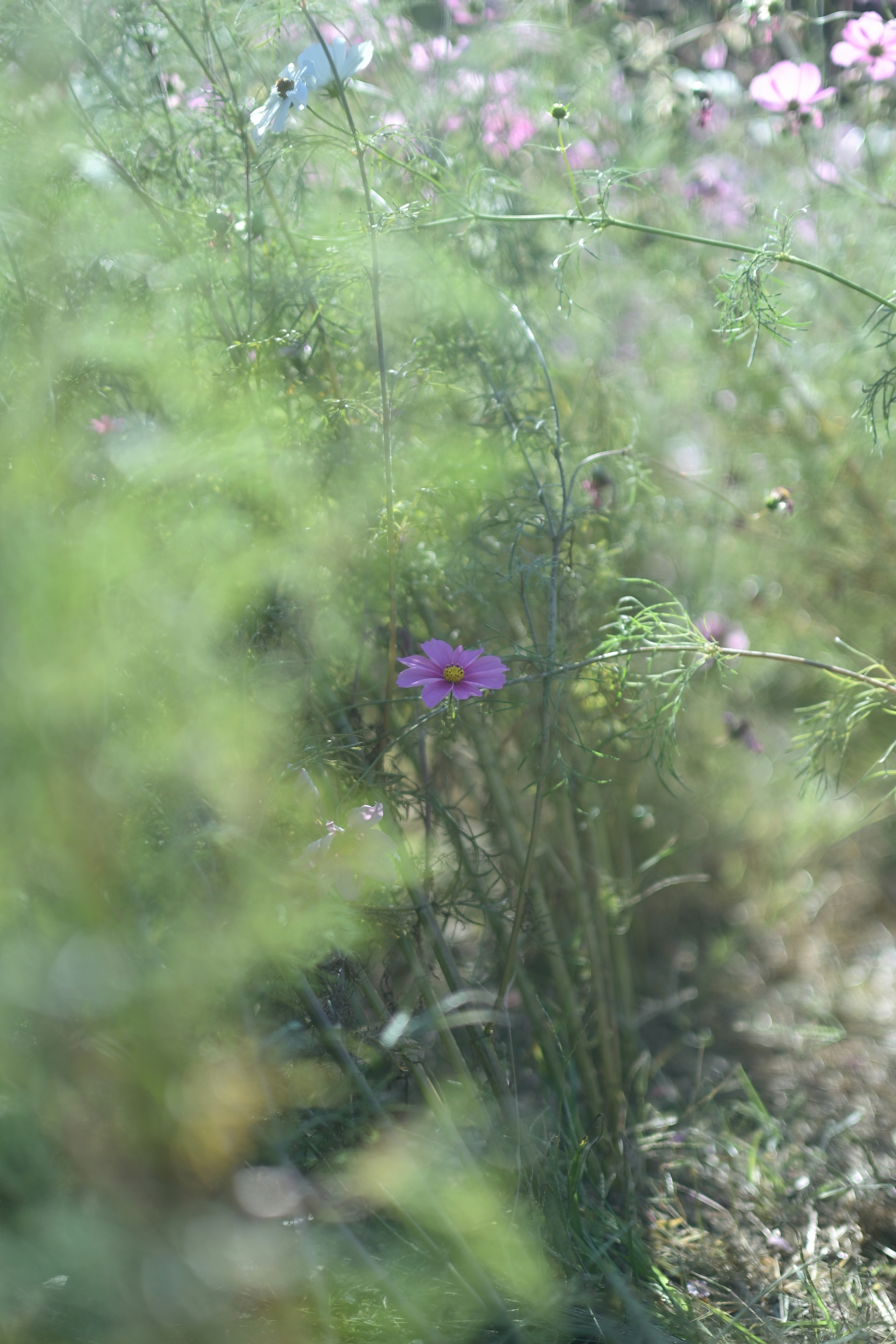 Uno sfondo sfocato con un fiore viola tra la vegetazione verde