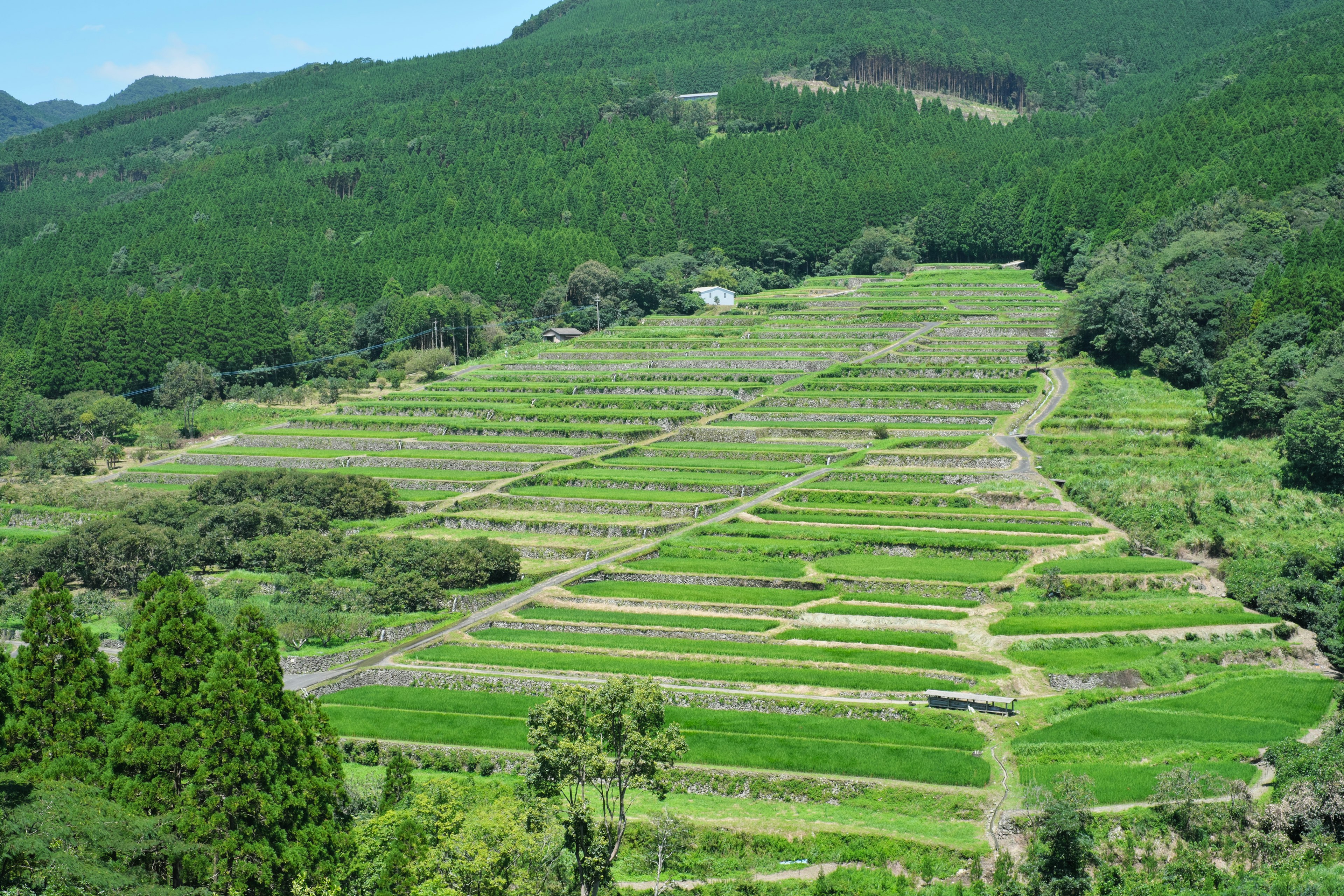 Terrazas de arroz verdes exuberantes en un paisaje montañoso