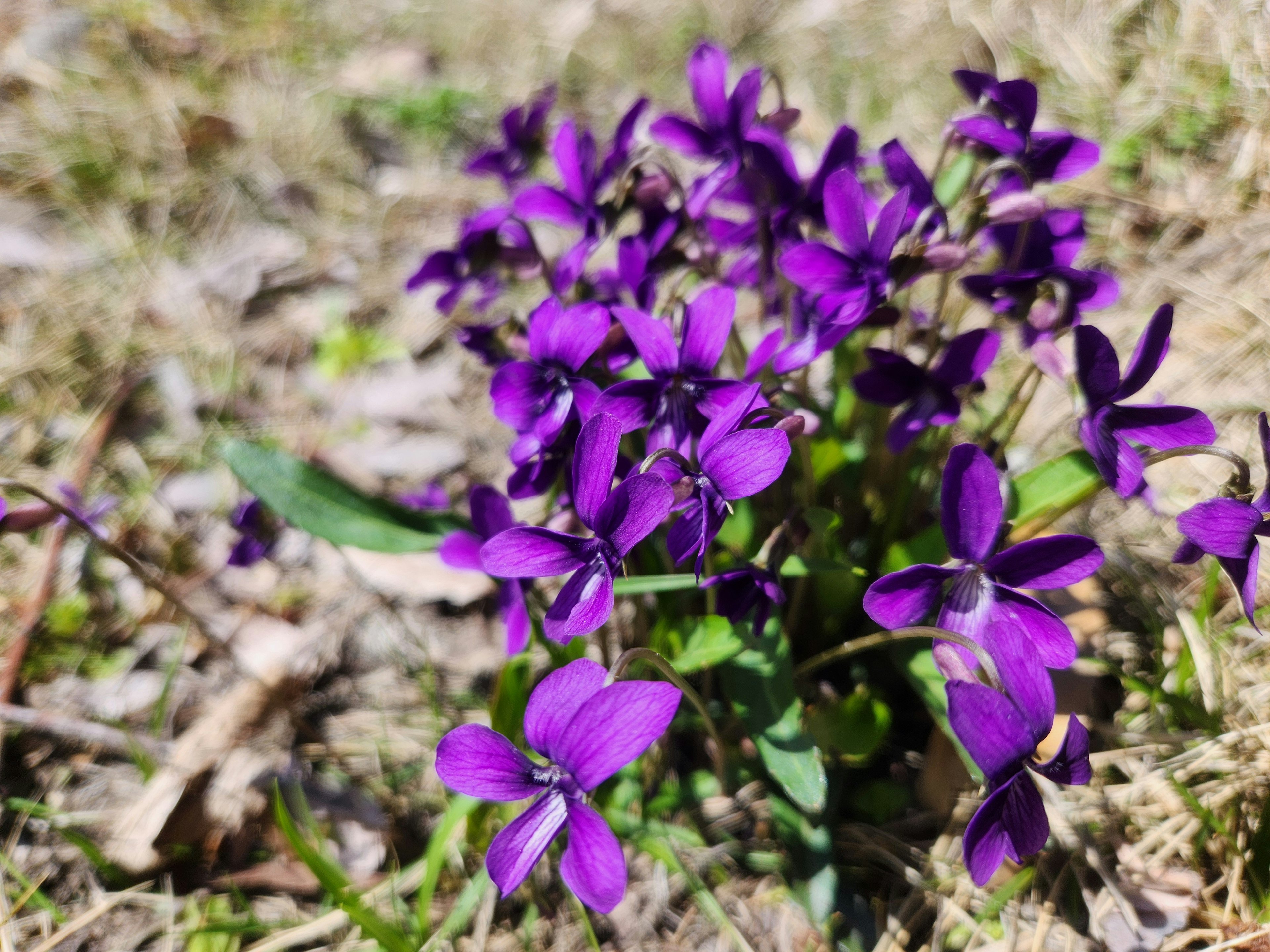 Cluster of vibrant purple flowers in a grassy area