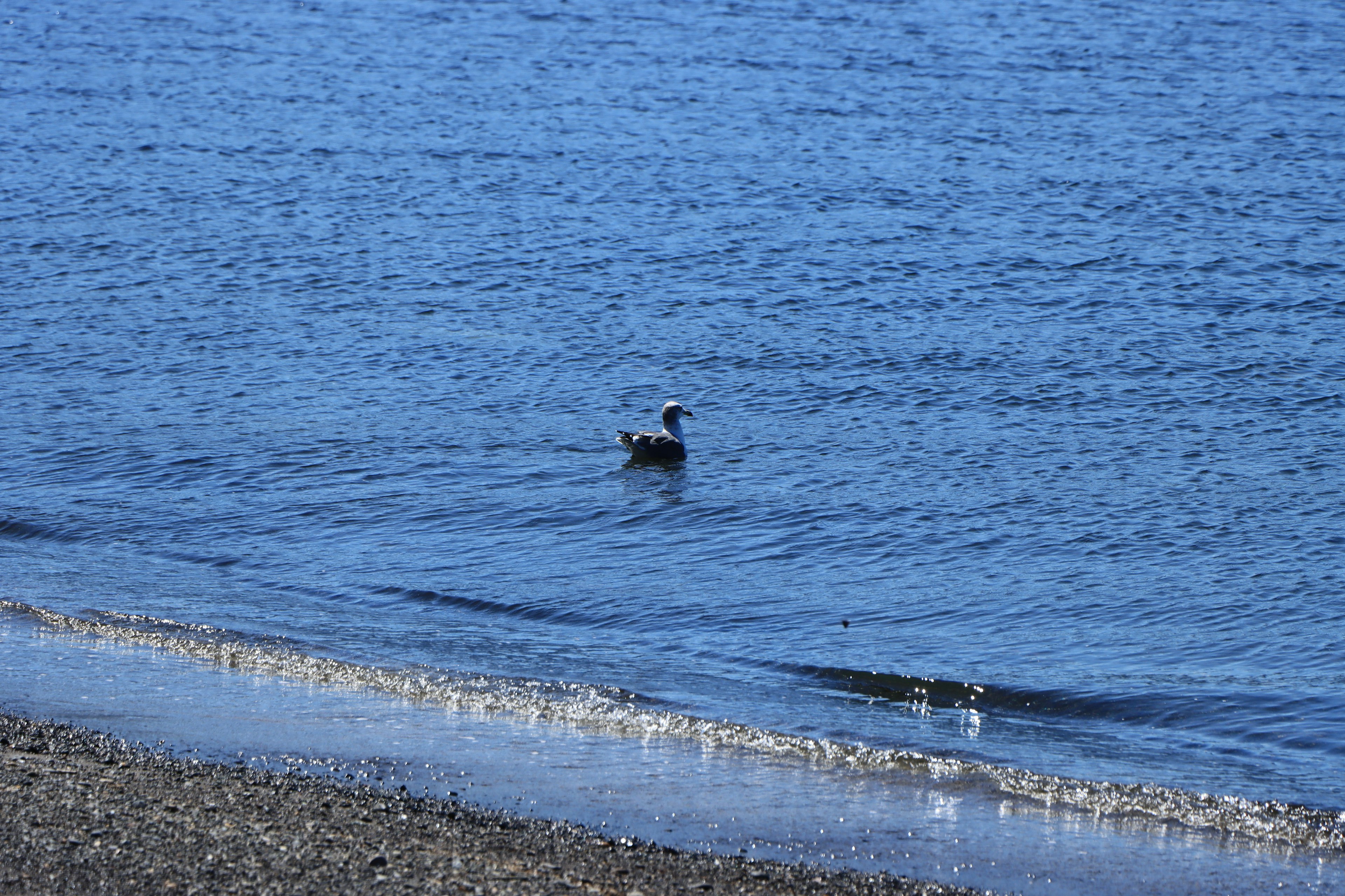 Seekor burung hitam berenang di laut biru