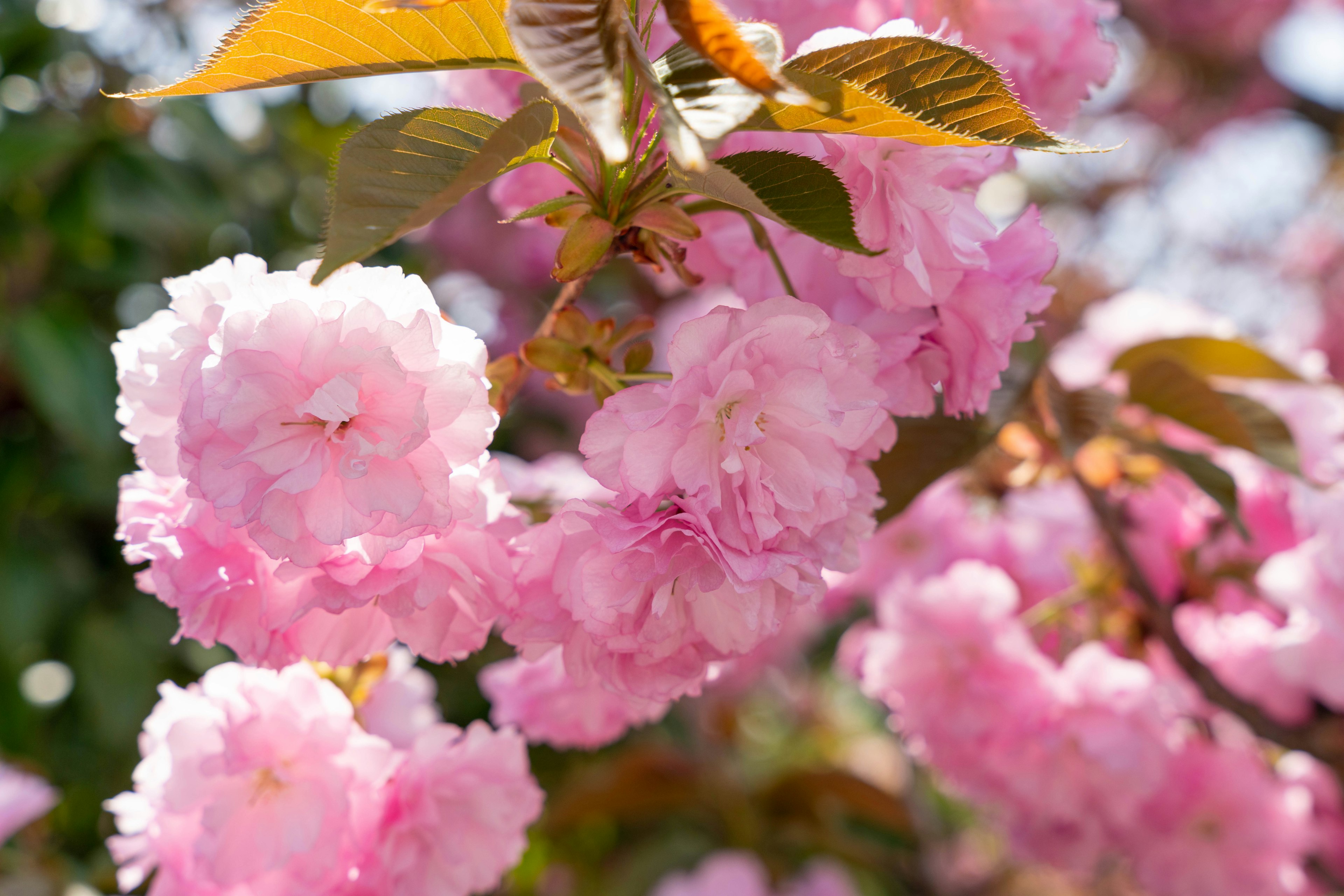 Branch of a cherry blossom tree with light pink flowers