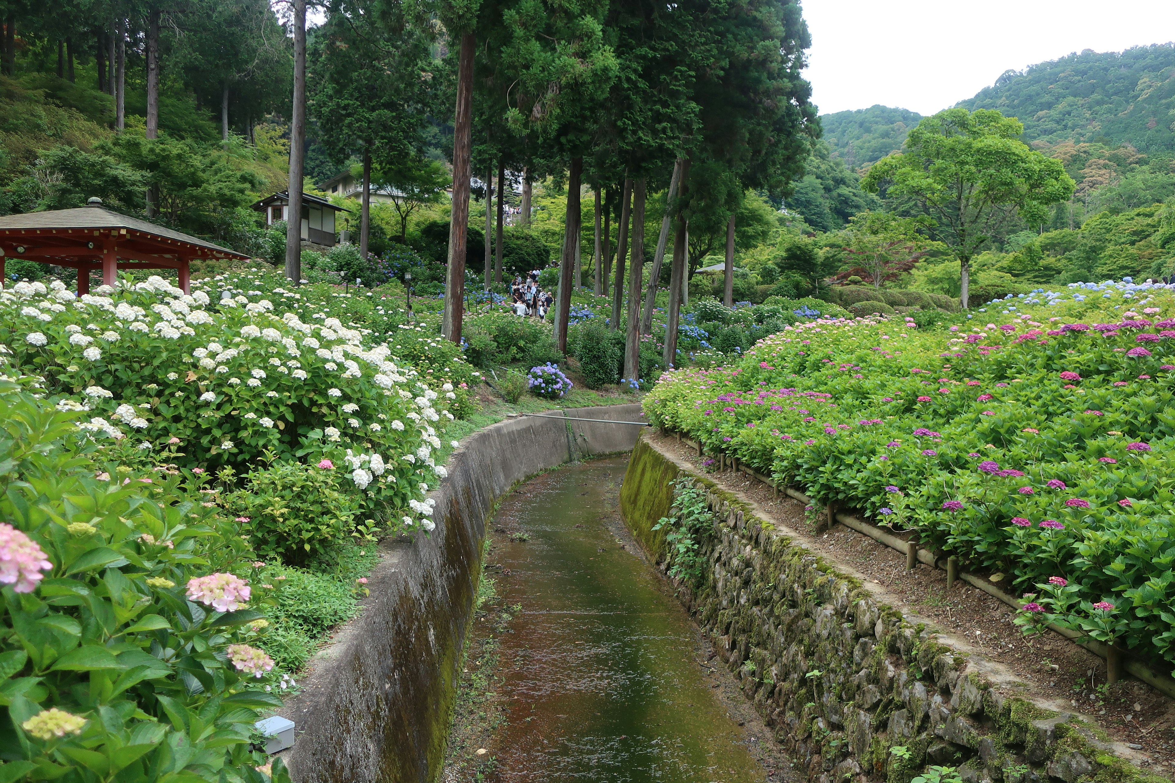 緑豊かな庭園と小川の風景 花々が咲き誇る