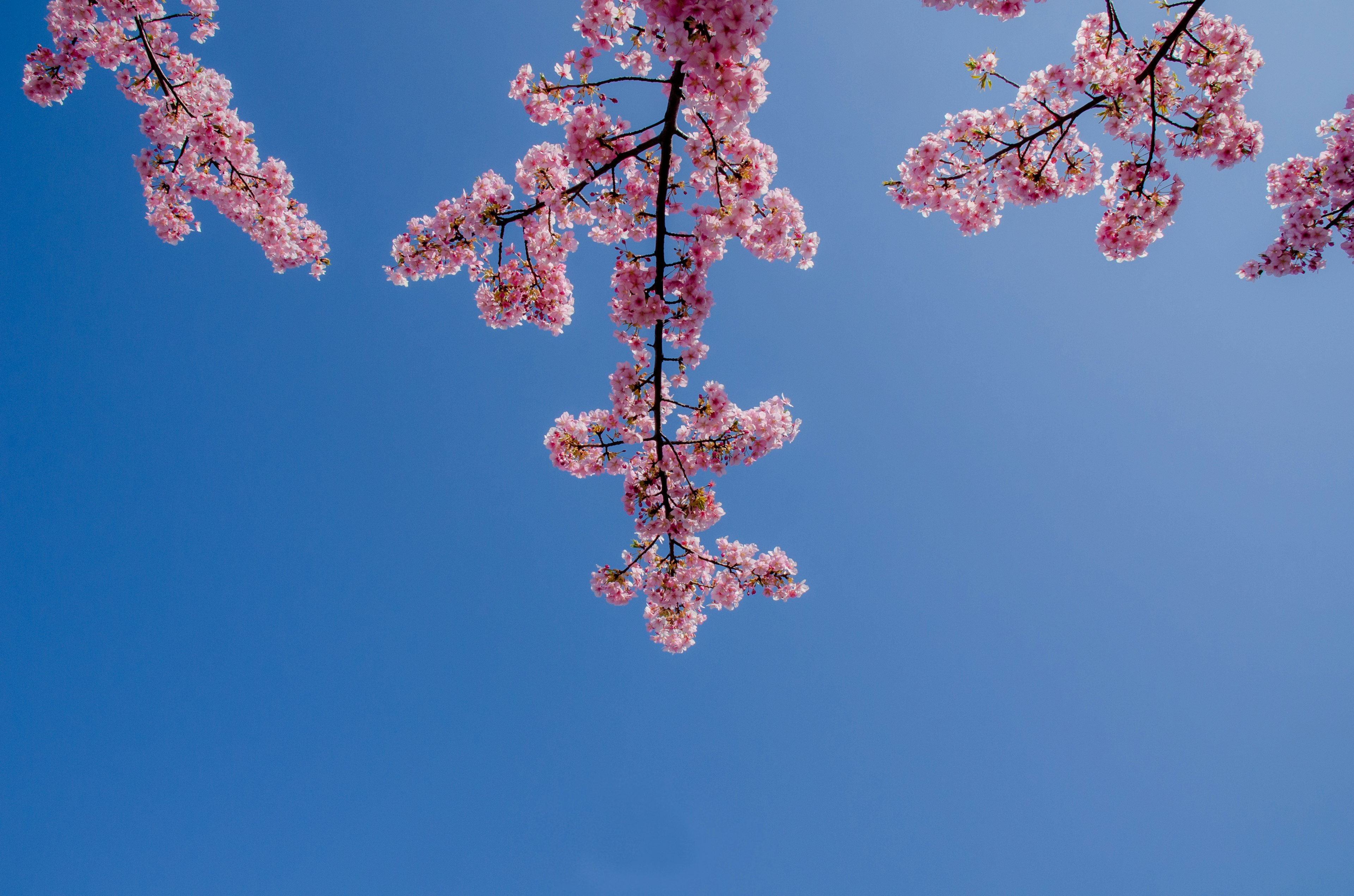 Kirschbaumzweige mit rosa Blüten vor einem klaren blauen Himmel