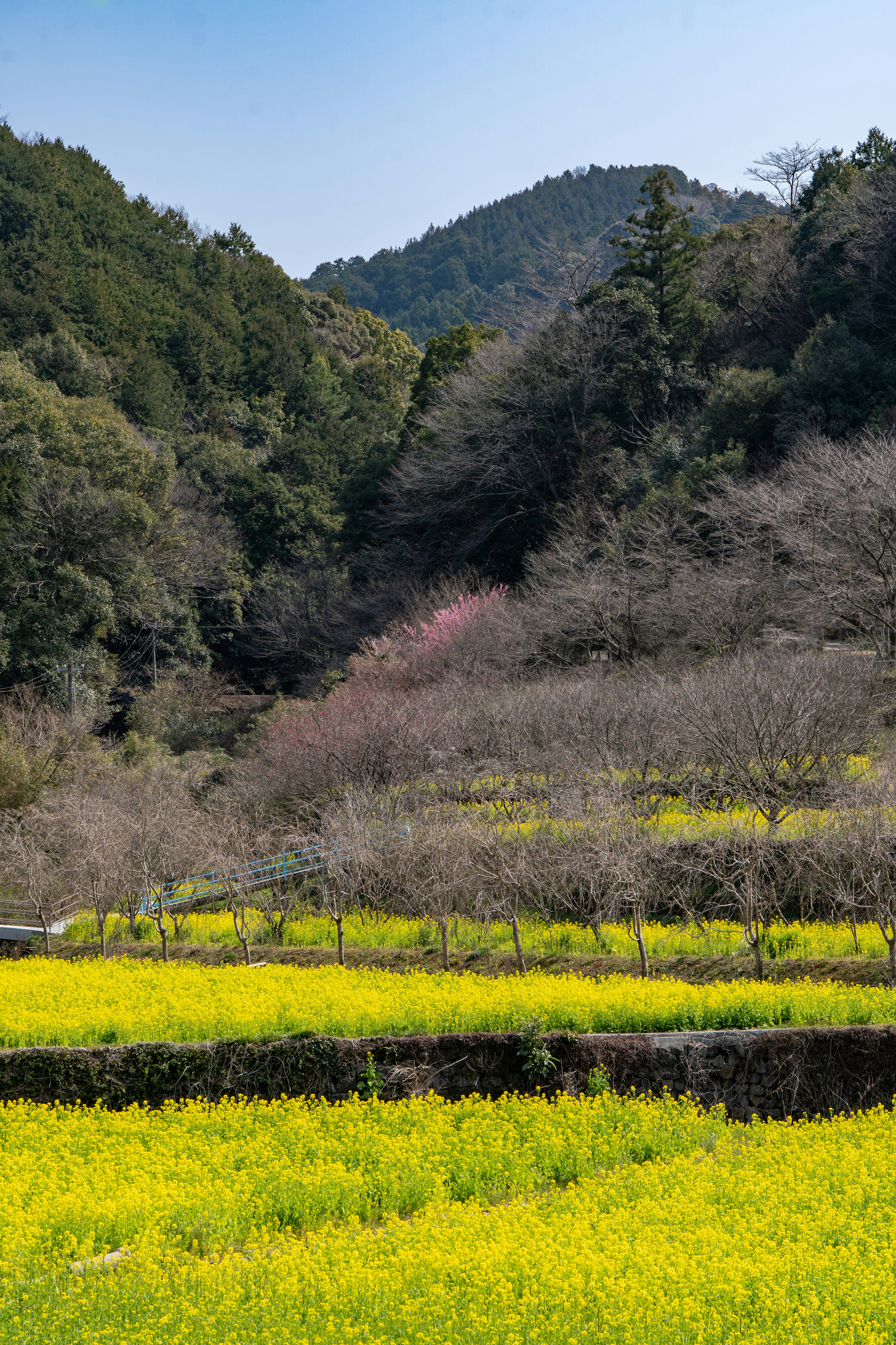 綠色山脈和黃色油菜花田的風景