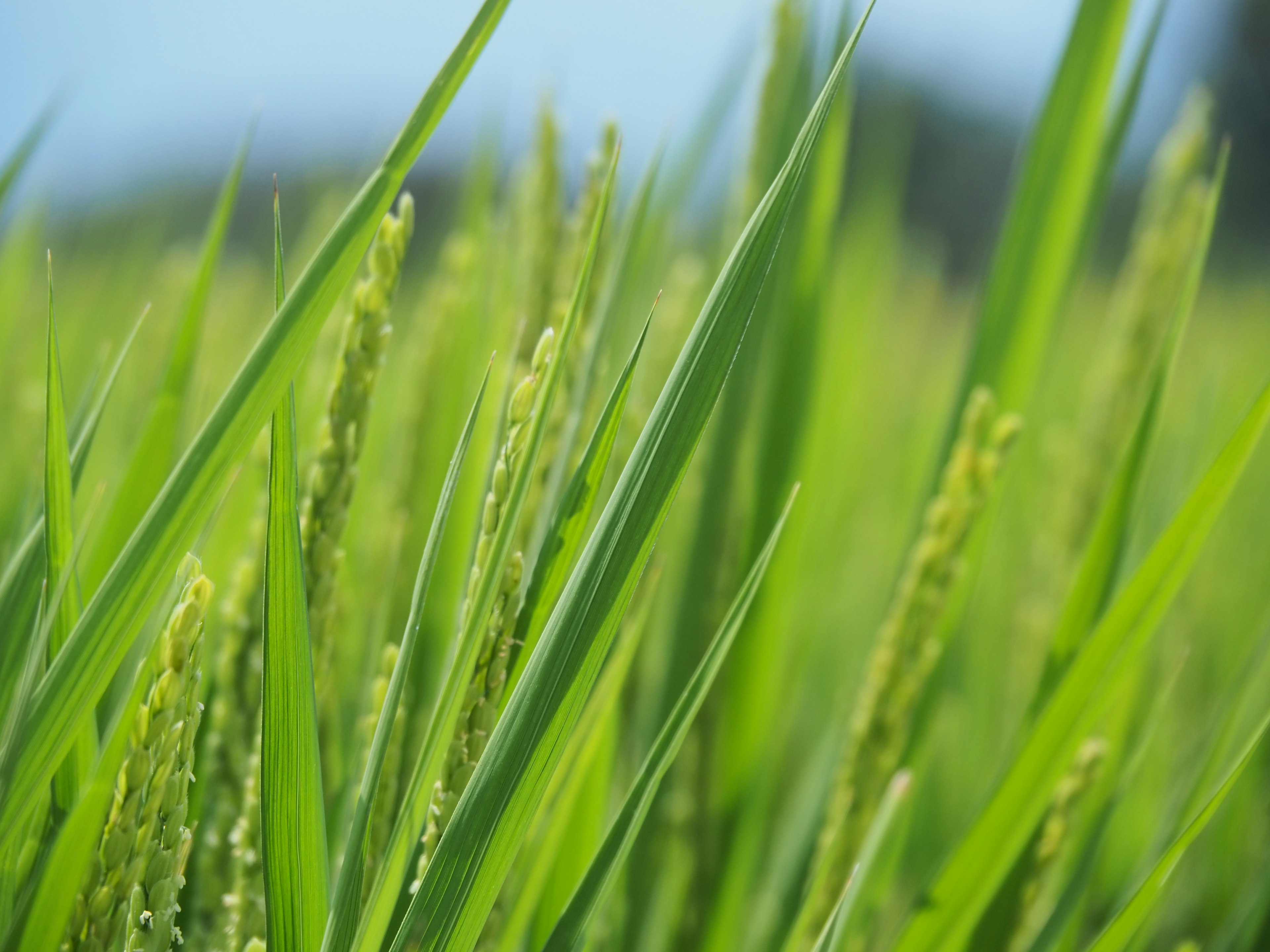 Close-up of green rice plants with visible grains in a field