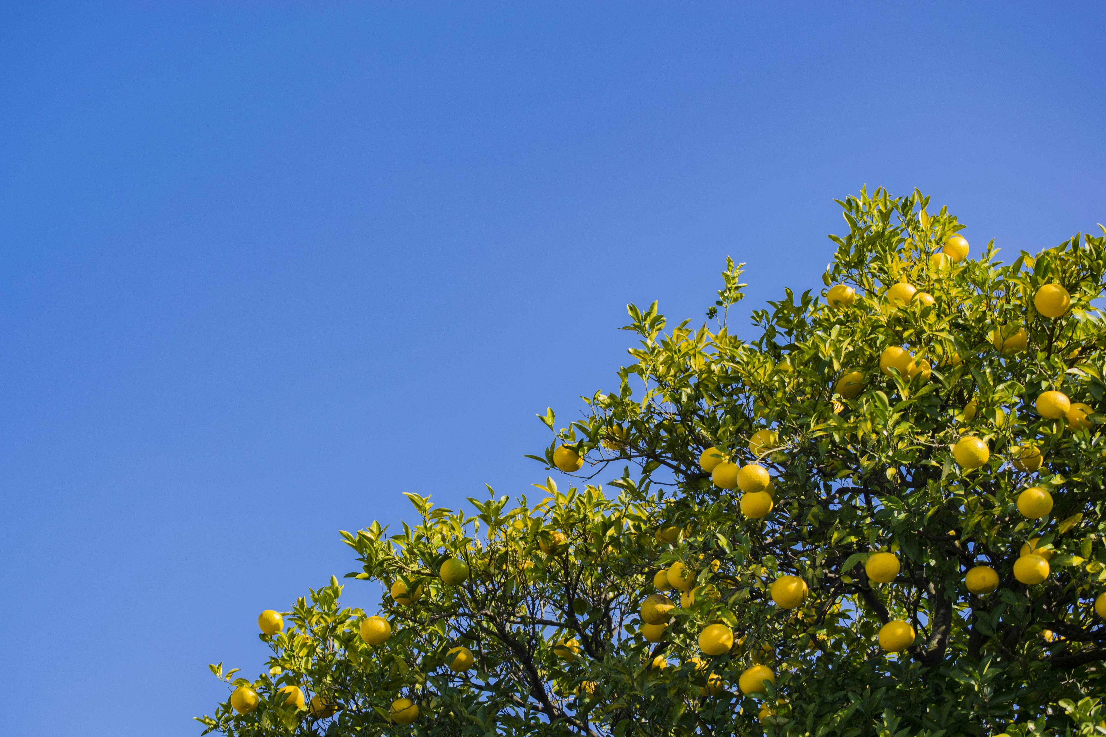 Zitronenbaum mit reifen gelben Zitronen vor einem blauen Himmel