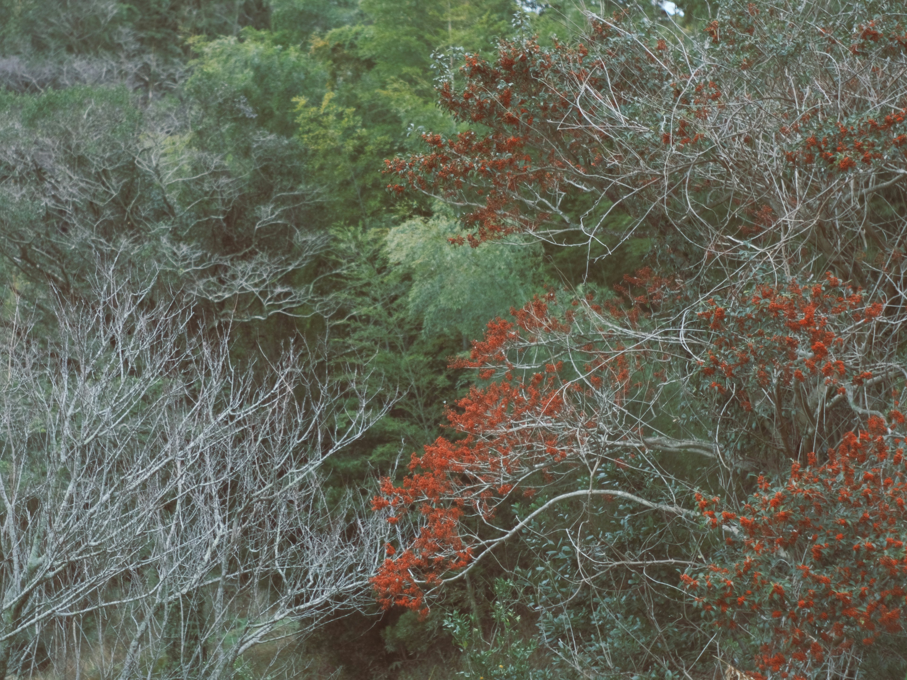 赤い実をつけた木と乾燥した枝が混在する風景