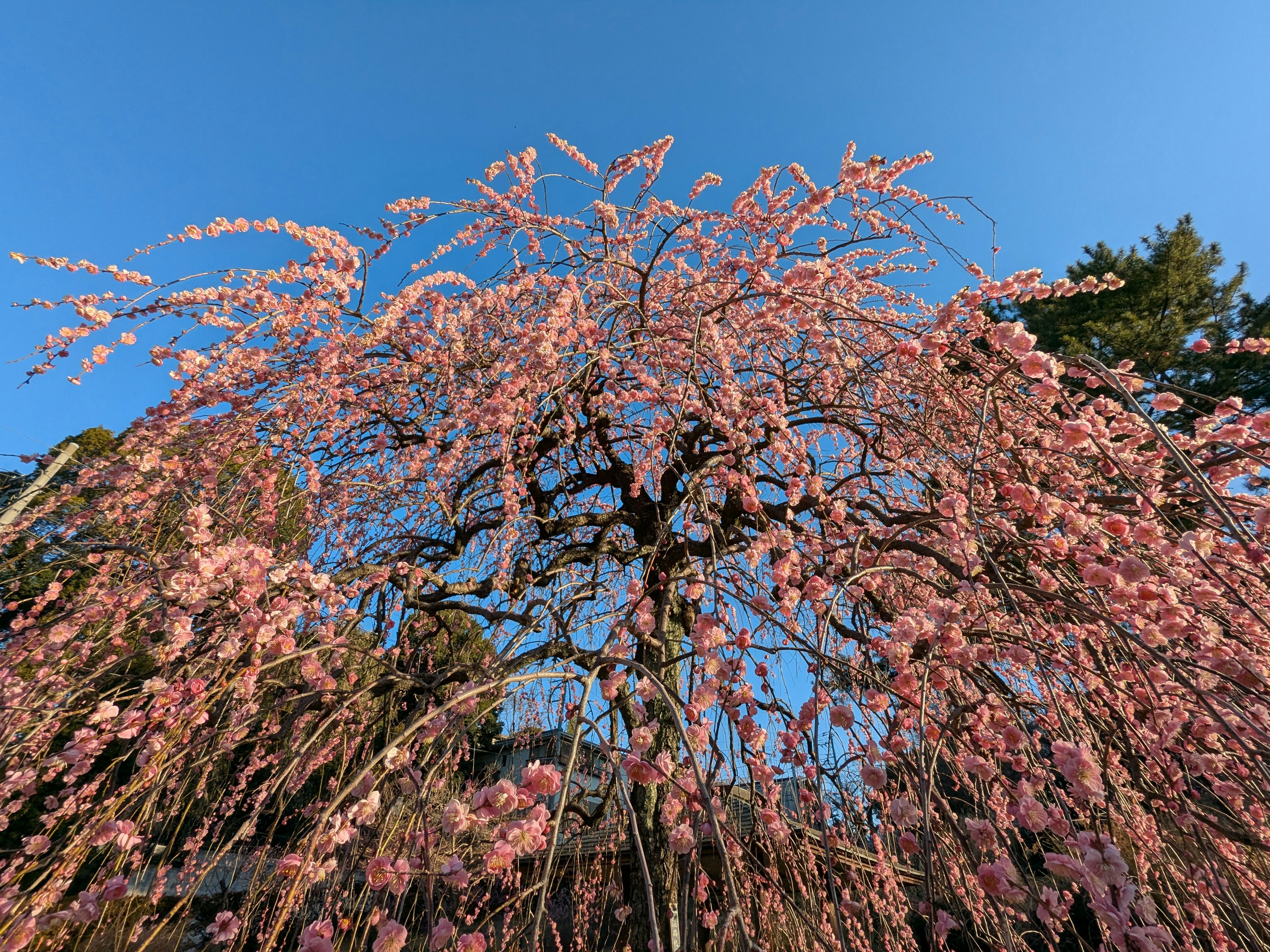 Un cerisier pleureur en pleine floraison sous un ciel bleu clair