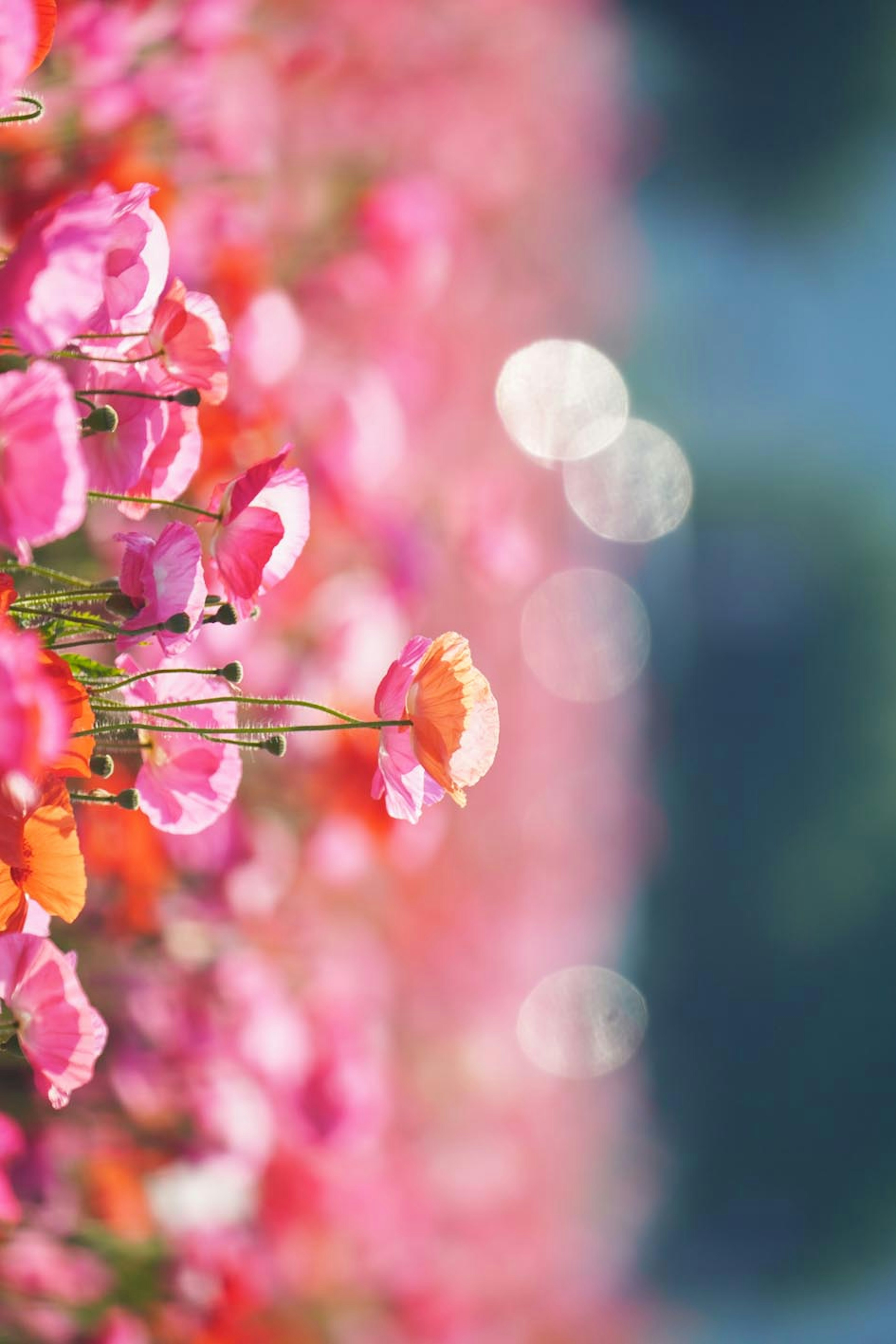 Primo piano di fiori colorati in un paesaggio floreale vivace