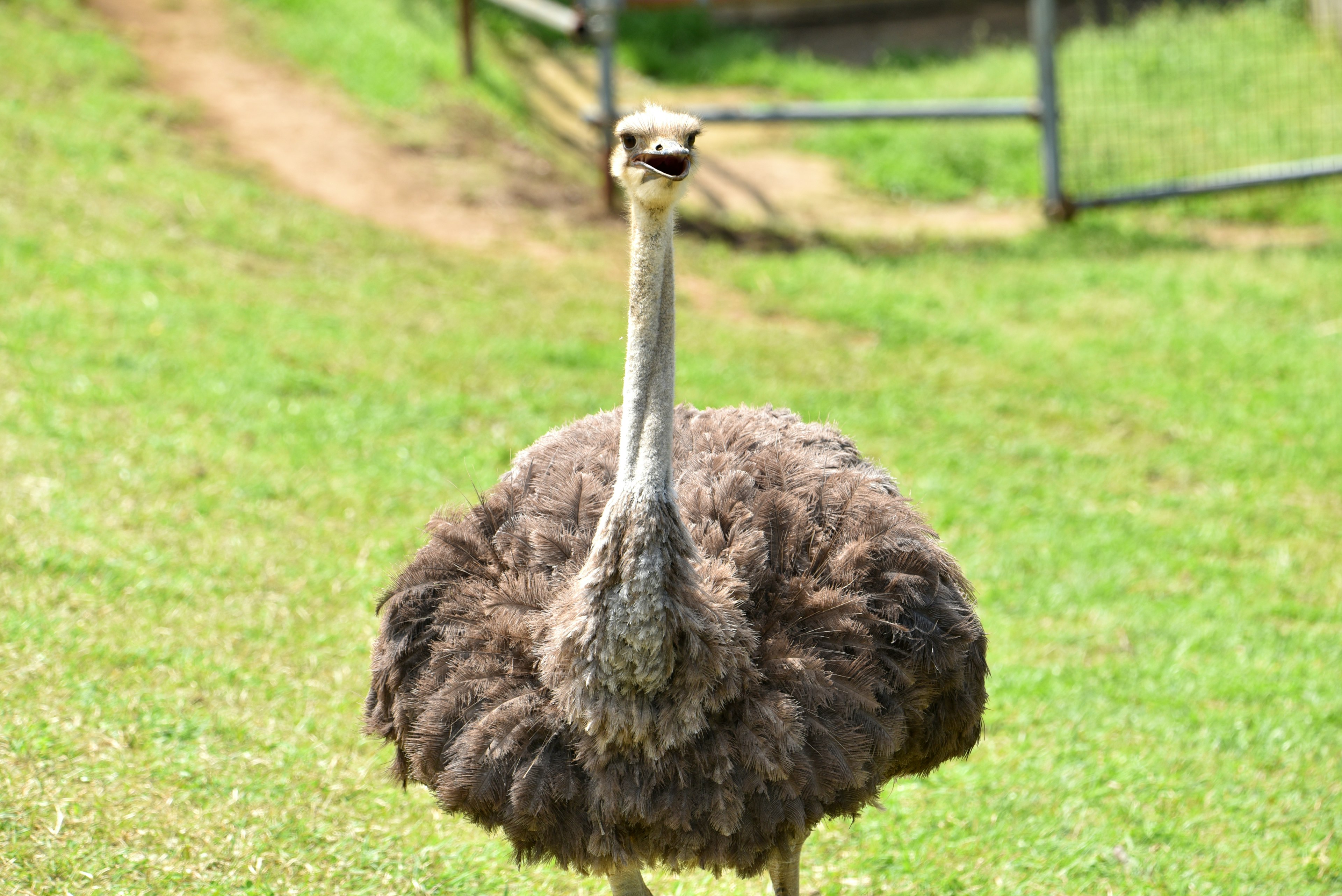 Ostrich standing in a grassy field