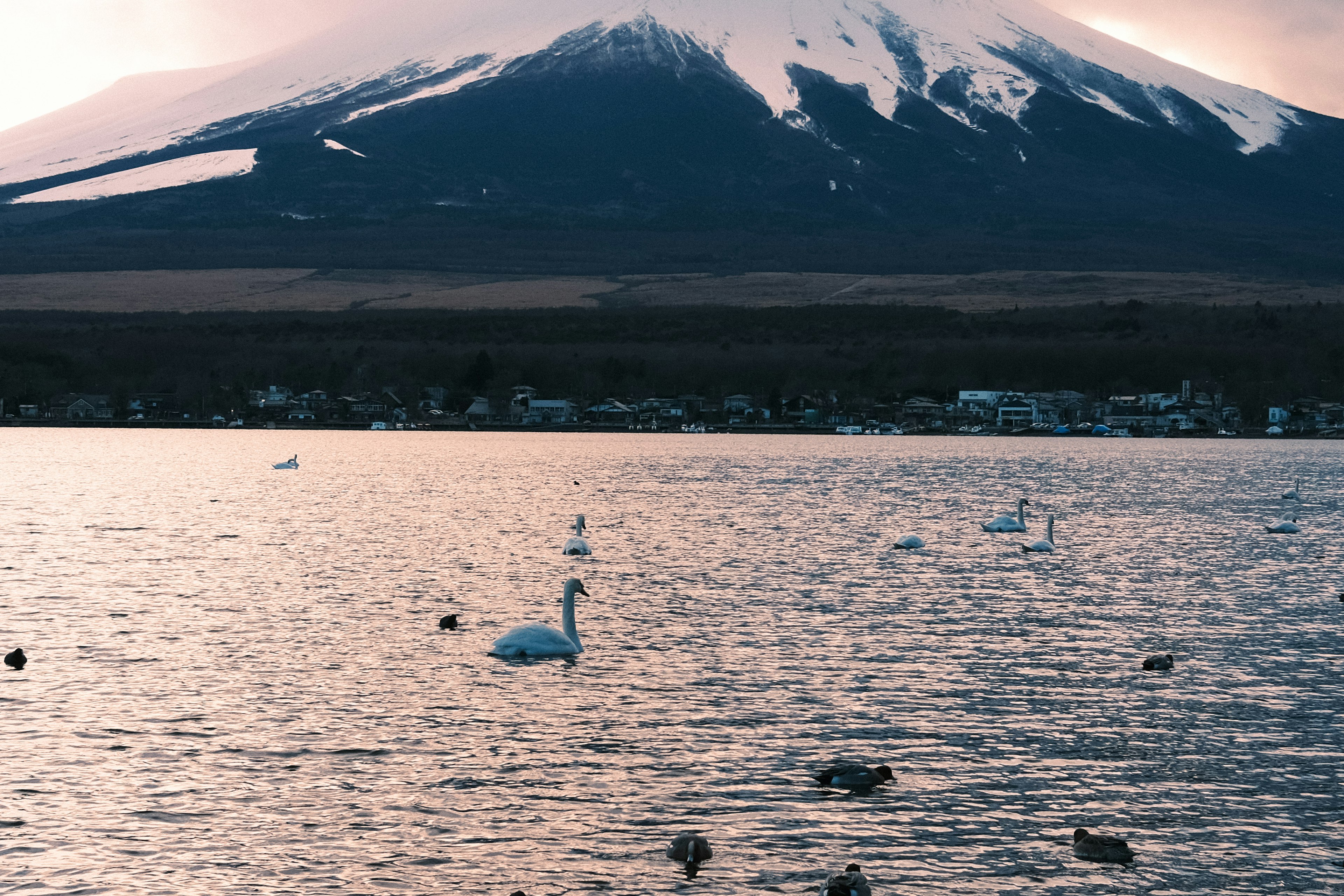 Escena de lago con cisnes y el monte Fuji al fondo