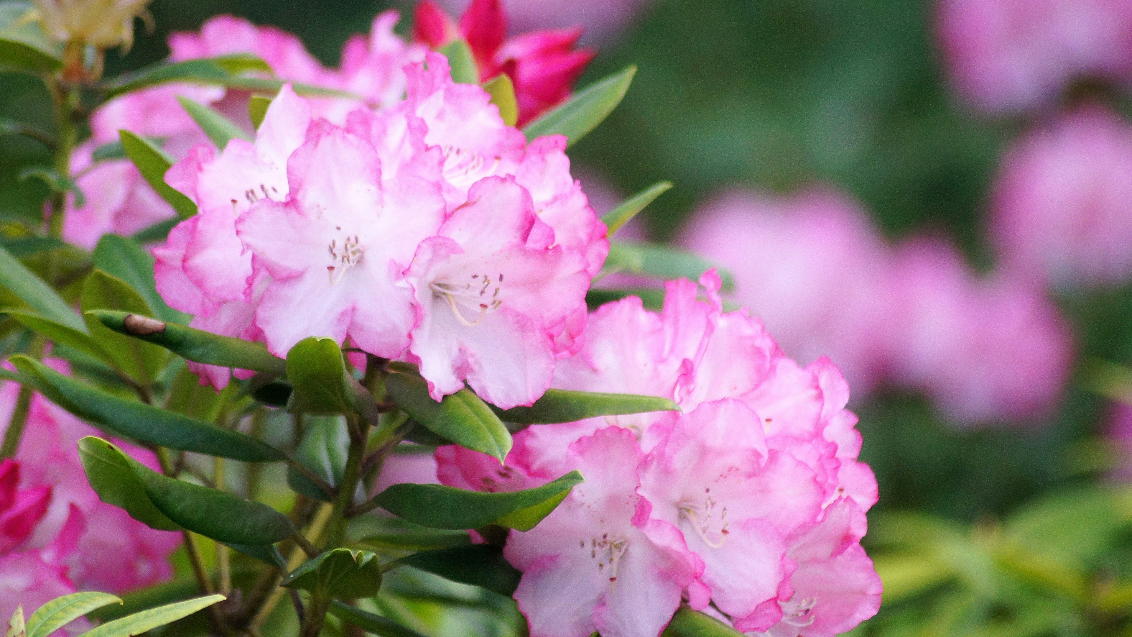 Fiori rosa vivaci che sbocciano su un ramo di rododendro