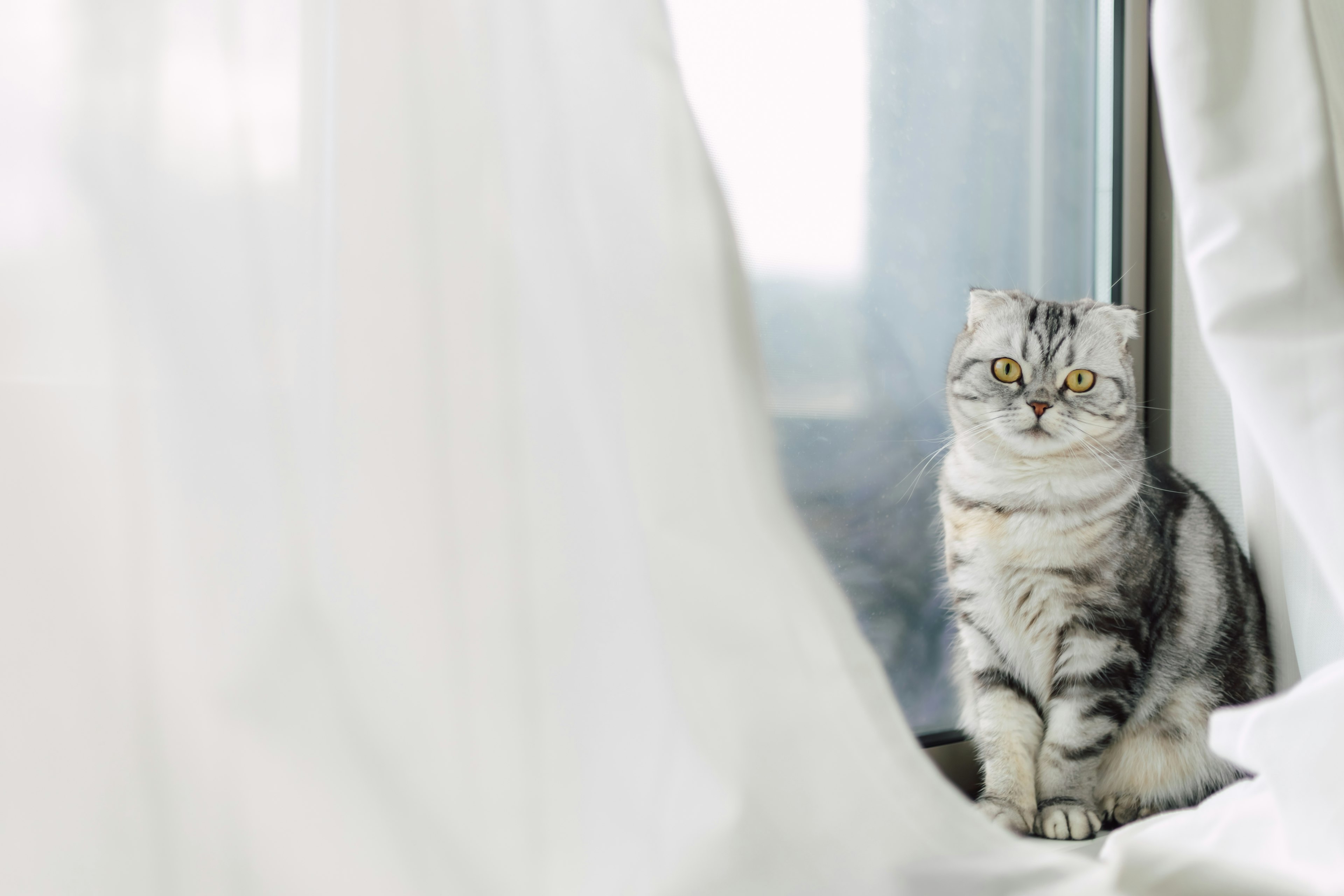 Gray cat sitting near white curtains with soft light