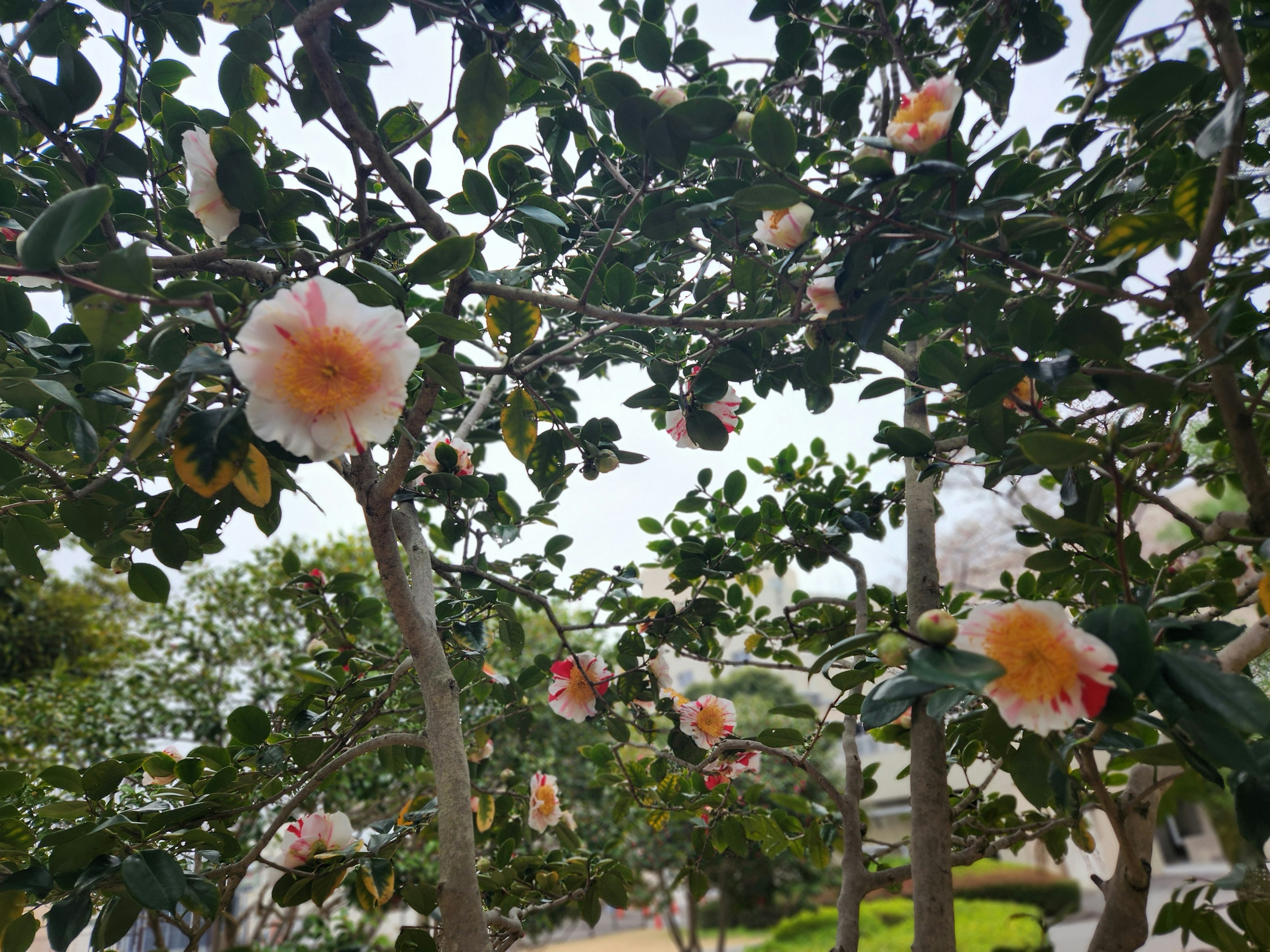 Trees adorned with blooming flowers in a garden