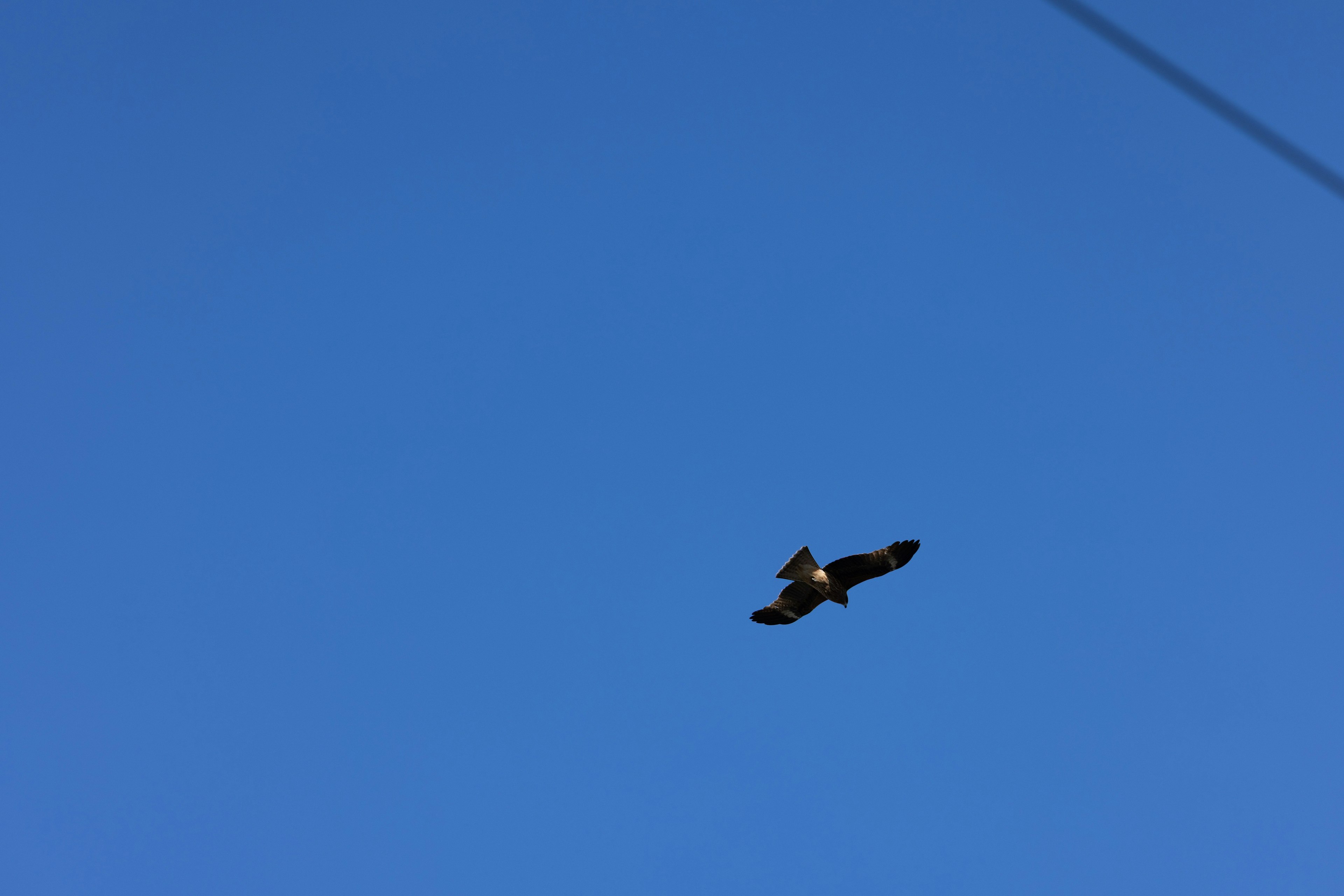 Un pájaro volando contra un cielo azul claro
