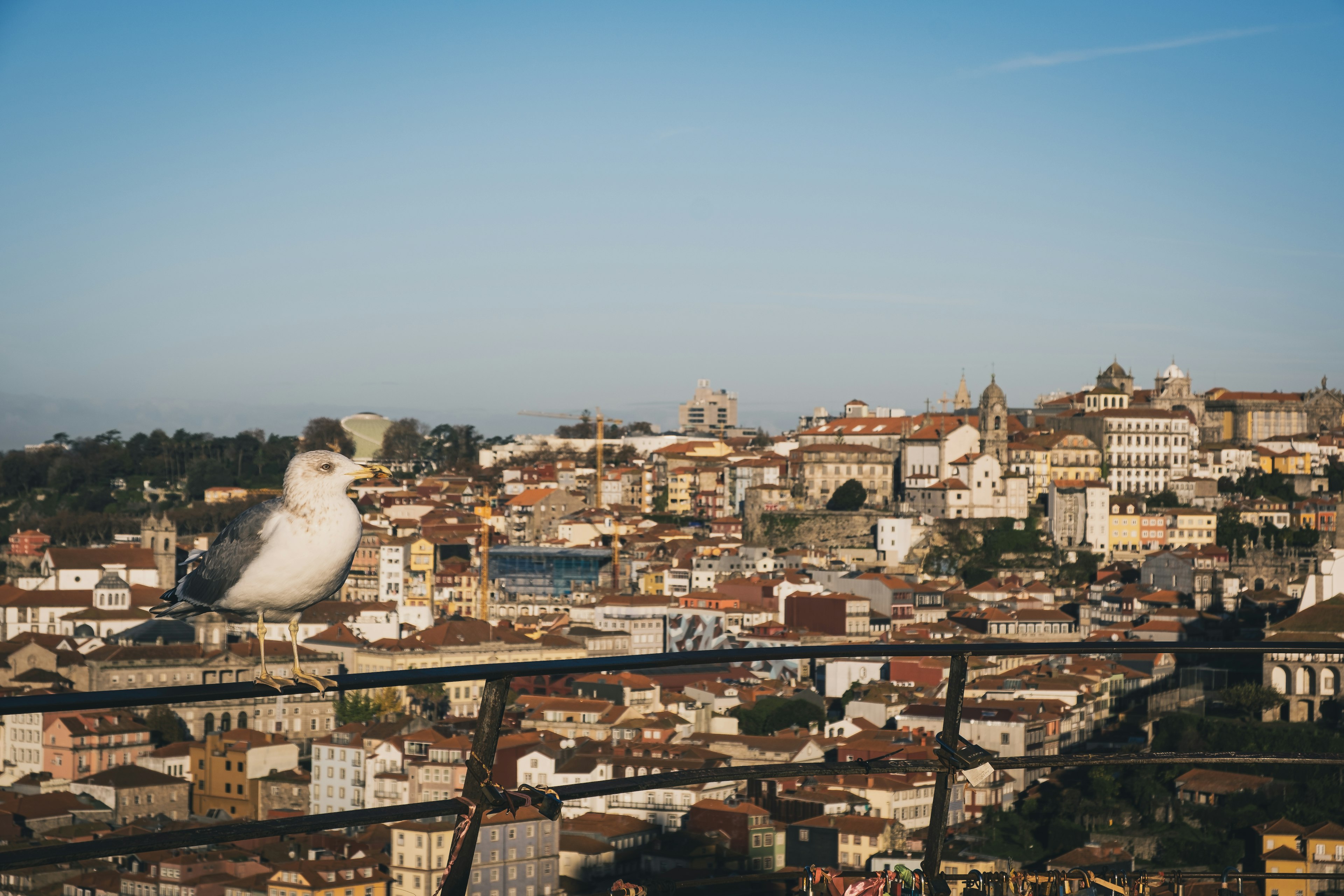 Close-up of a seagull with Lisbon city in the background