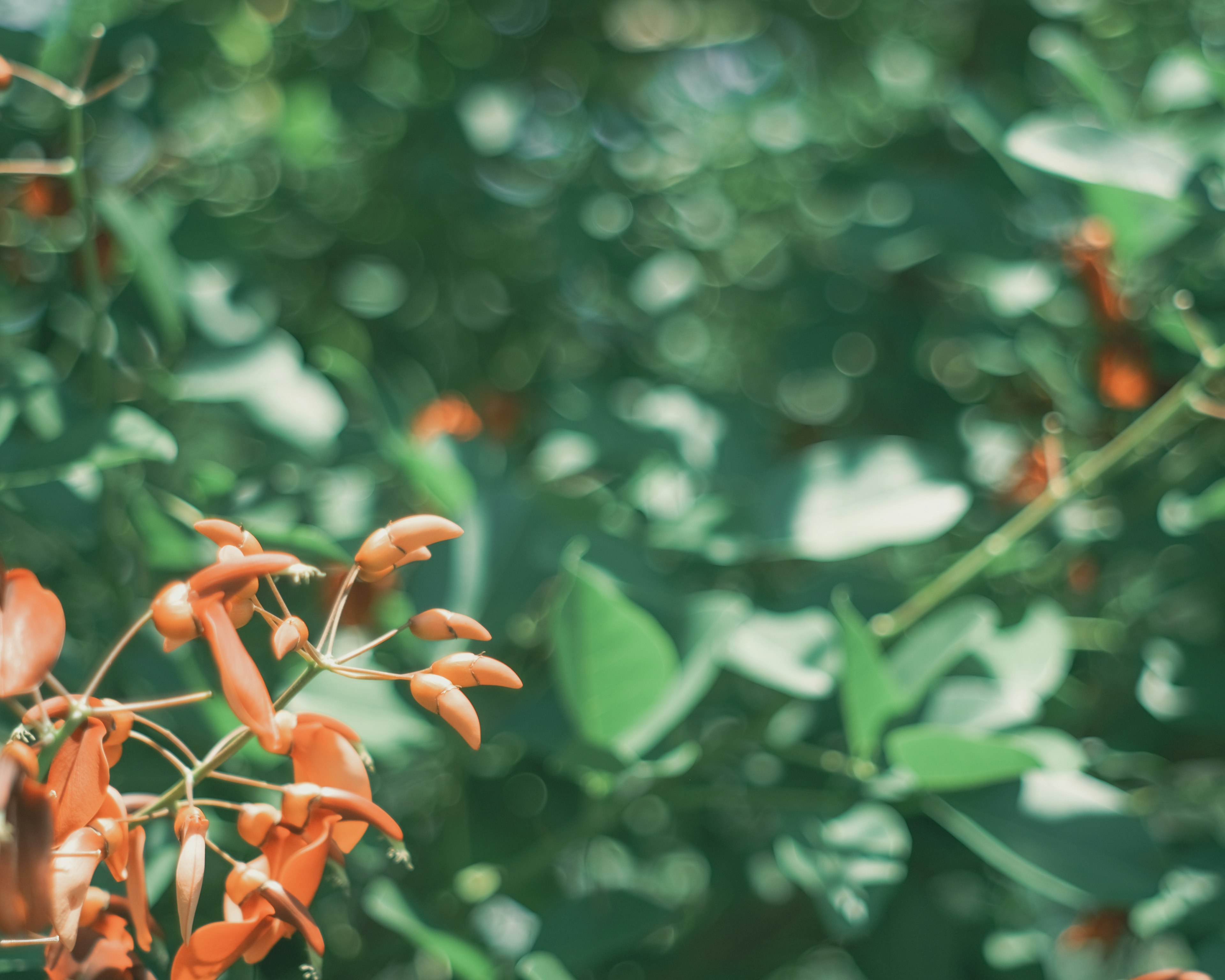 Fleurs orange parmi un feuillage vert luxuriant