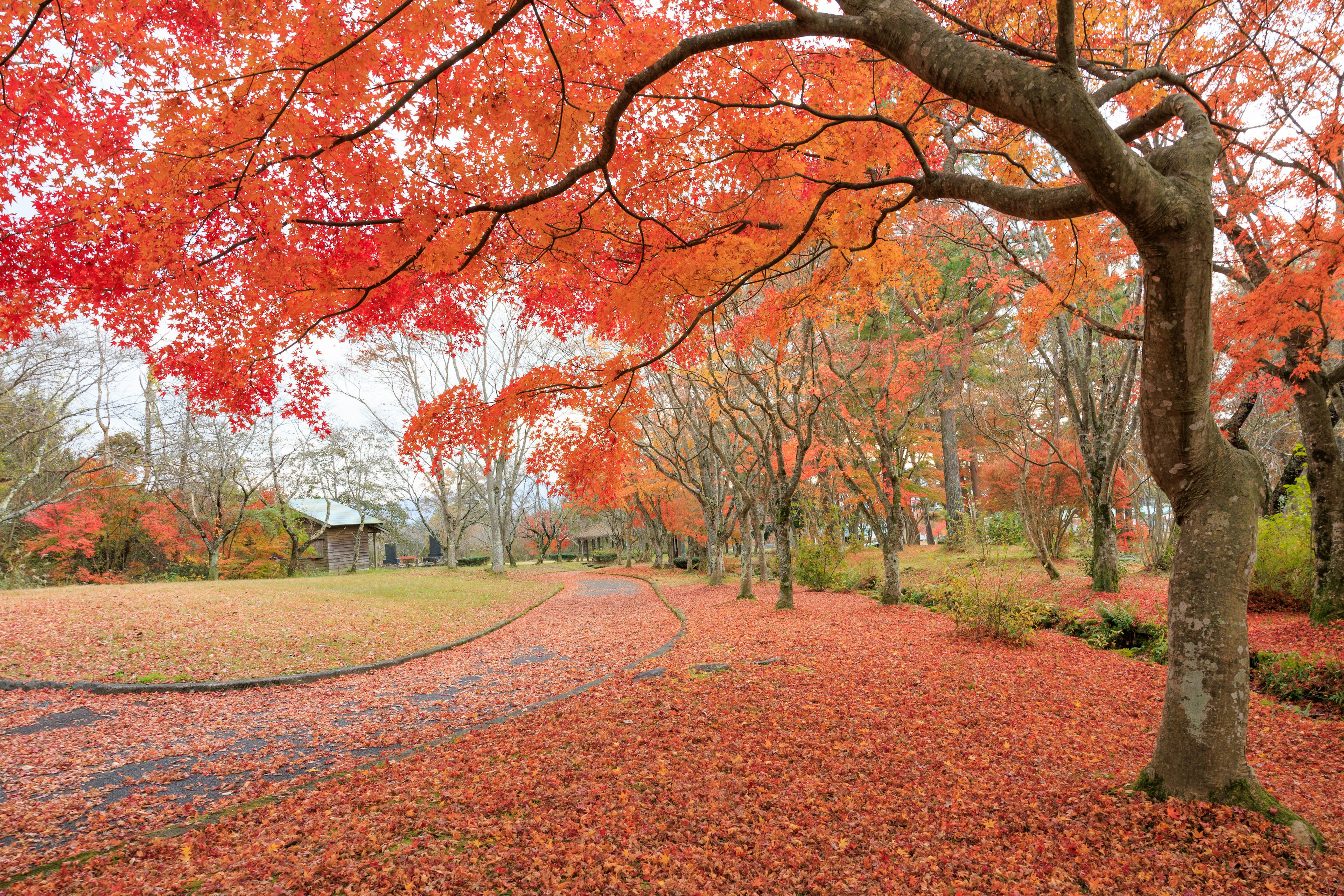 赤い葉を持つ木々が並ぶ秋の公園の風景