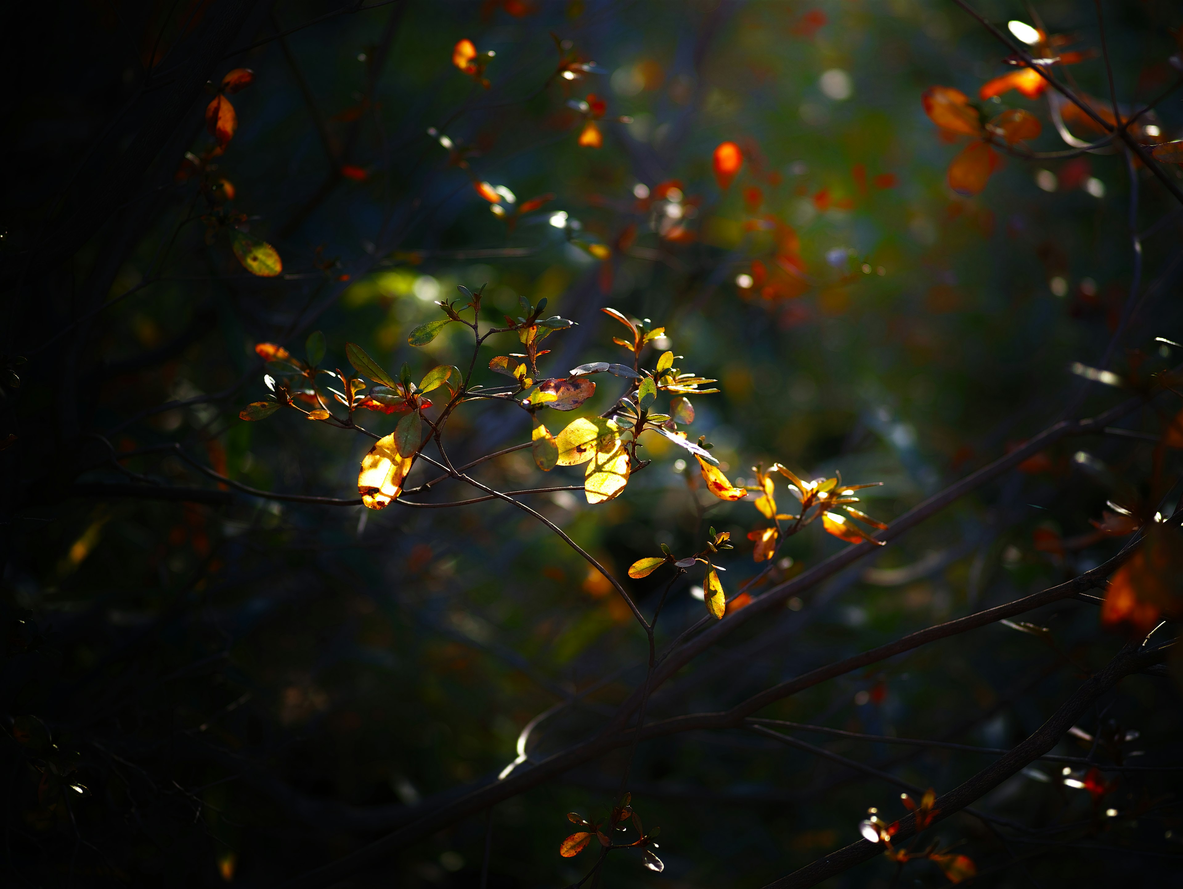 Bright leaves on branches against a dark background with scattered light