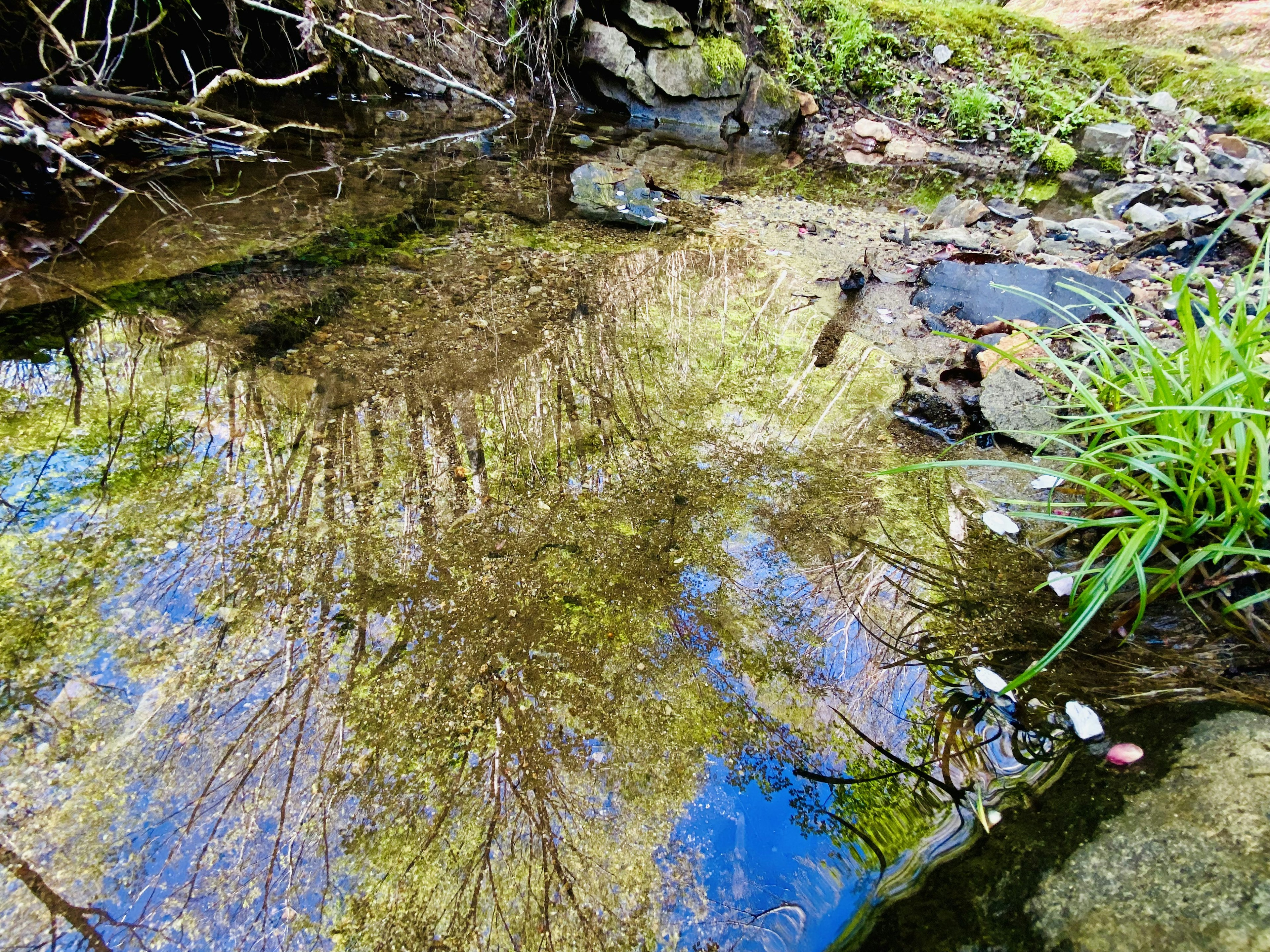 小池塘，映出樹木的倒影和綠色草地