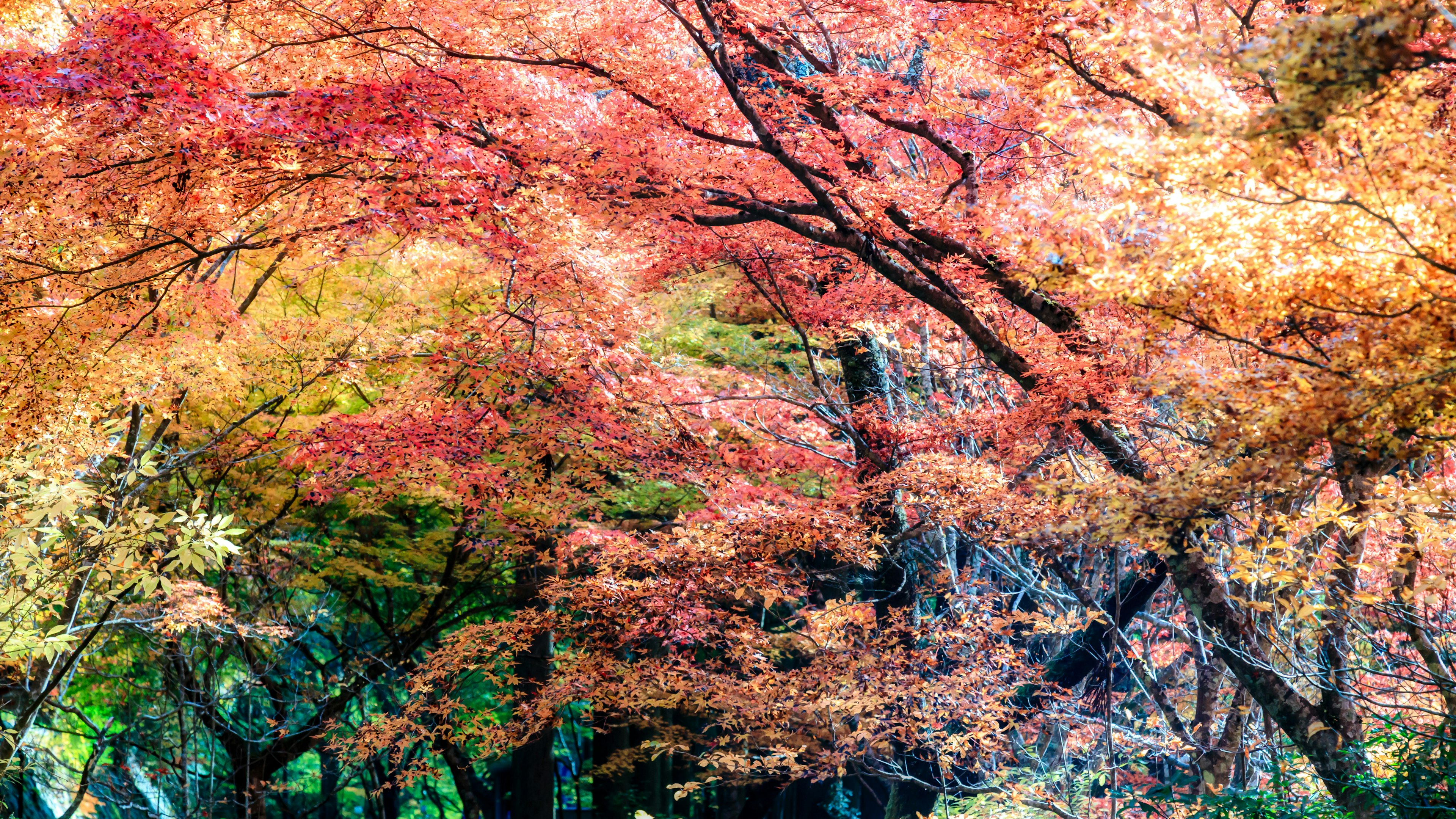 Follaje de otoño vibrante con árboles coloridos