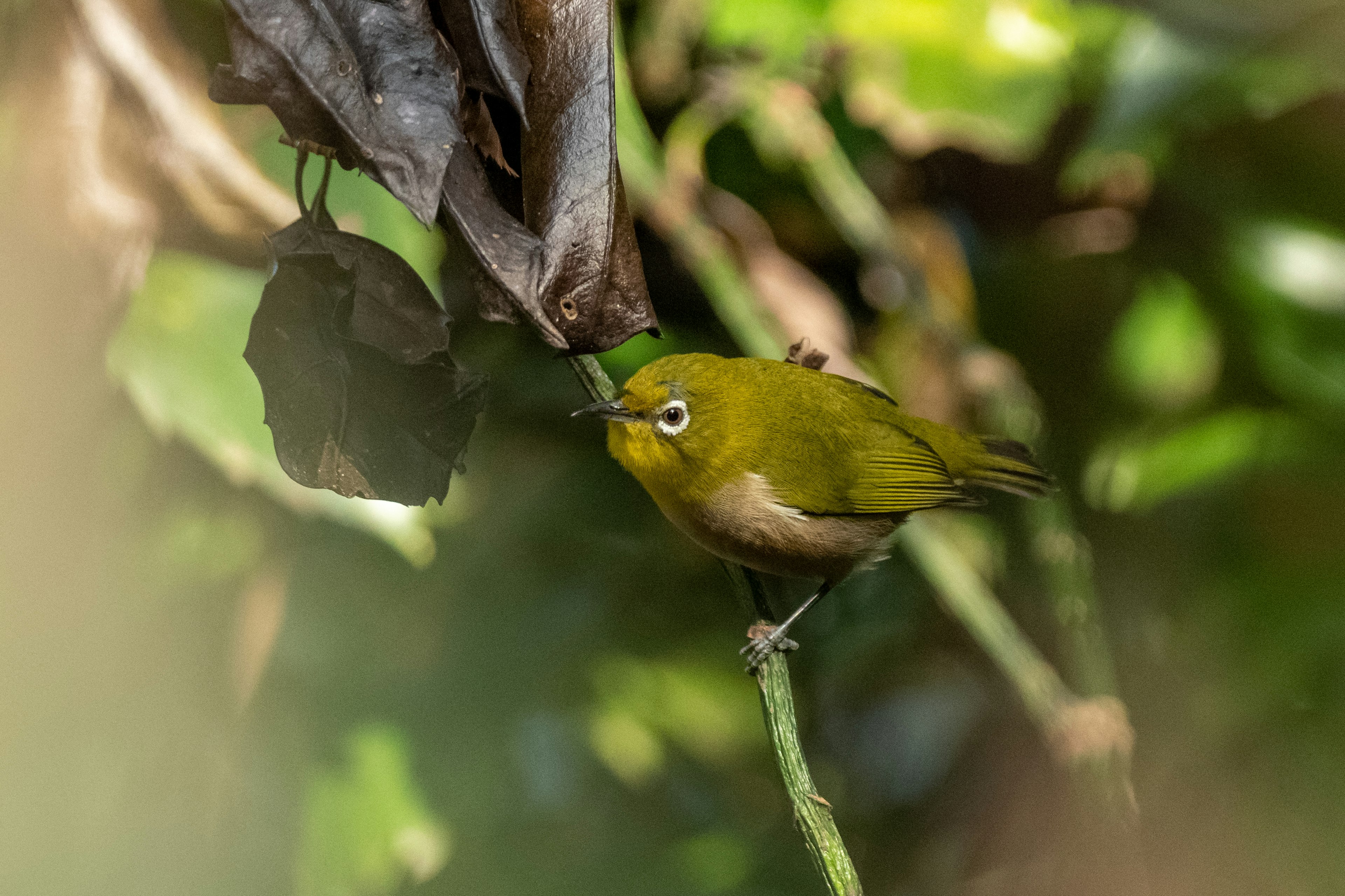 Un pájaro verde posado en una rama con hojas verdes borrosas de fondo