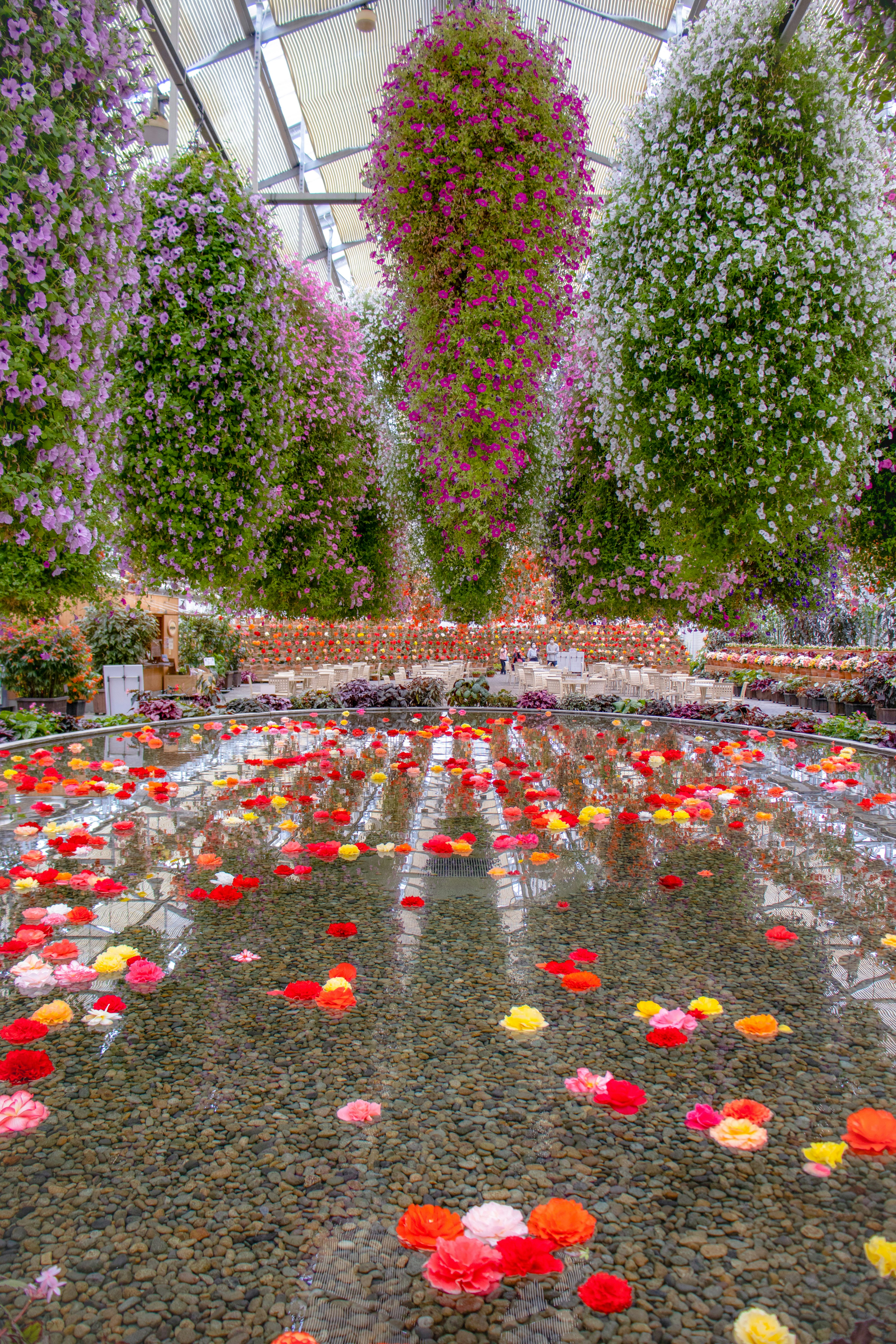 Un bel intérieur de serre avec des fleurs colorées flottant à la surface de l'eau