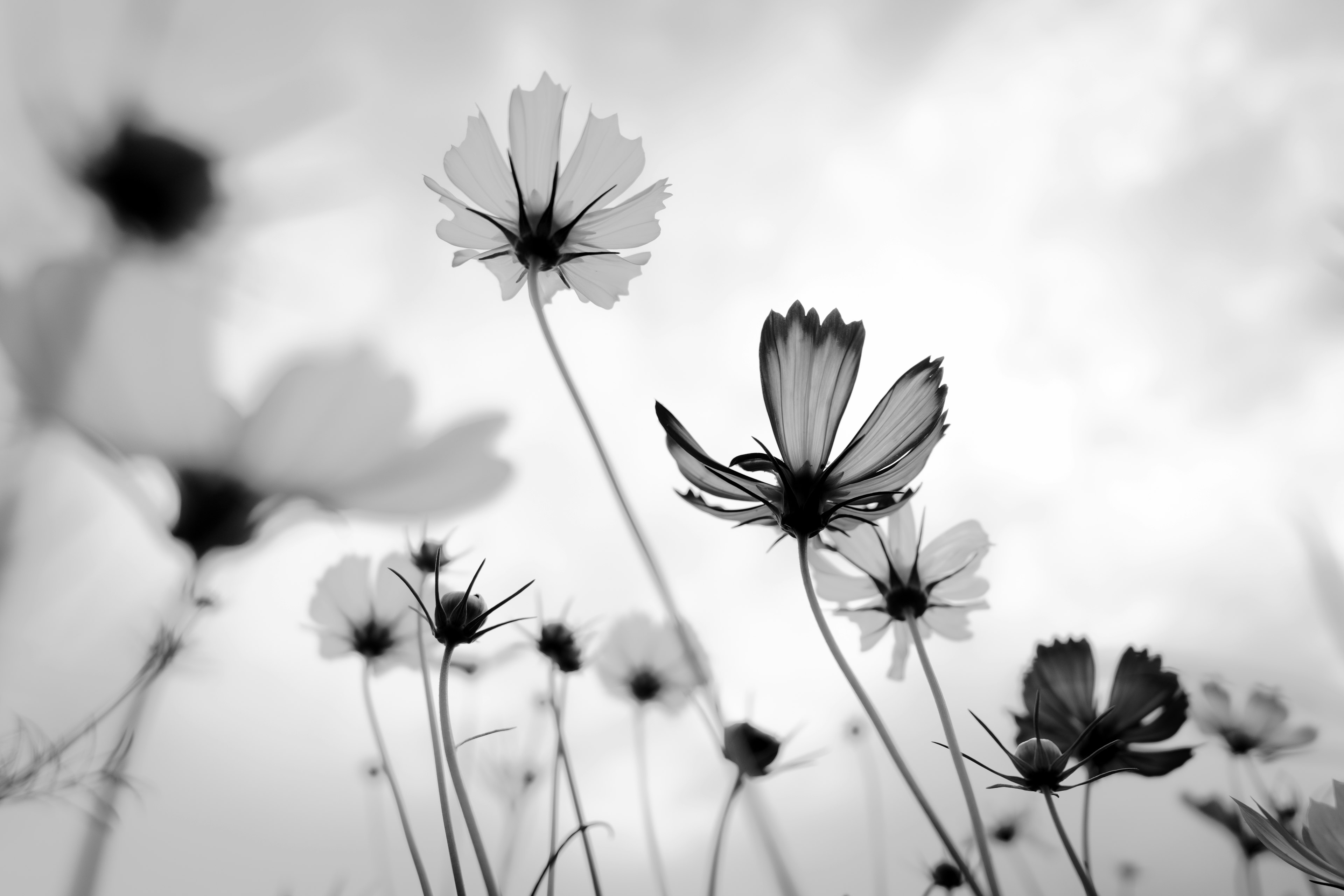 Flores en blanco y negro que se elevan hacia el cielo