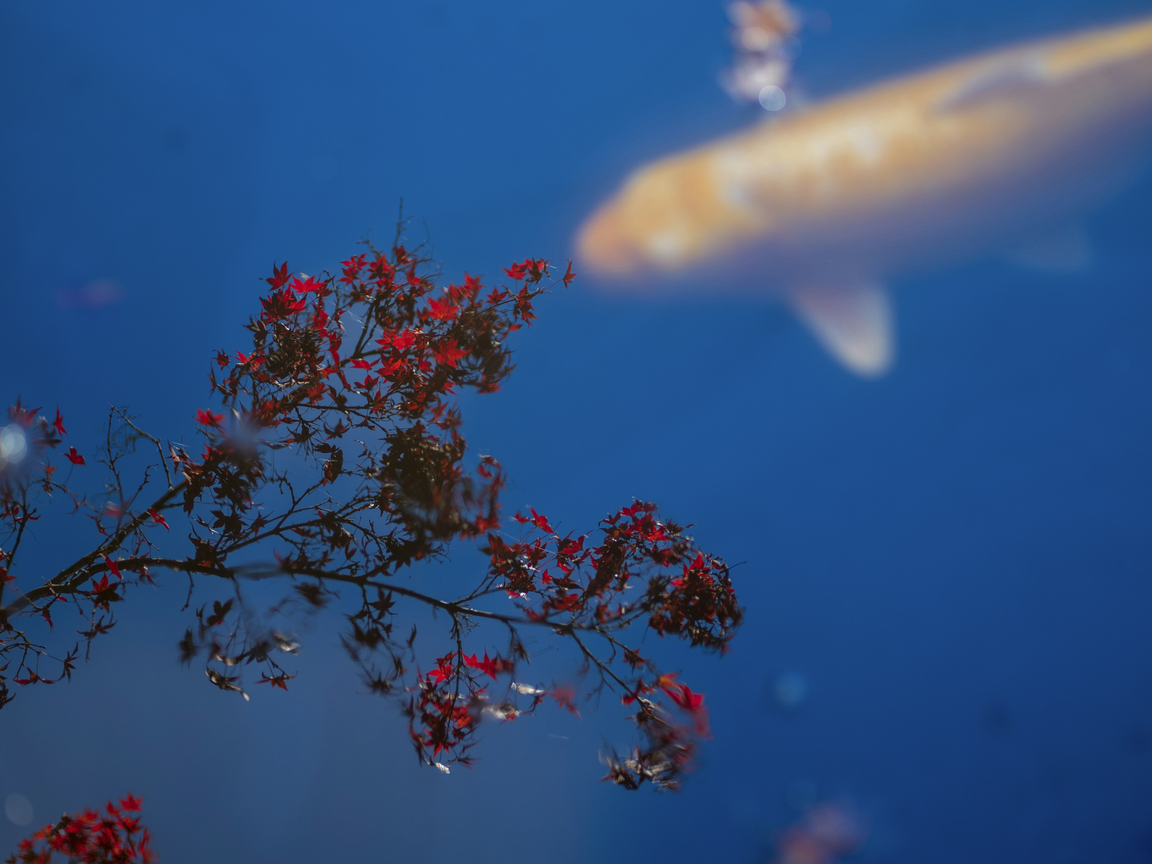 Contraste de fleurs rouges et d'un poisson koï doré dans l'eau bleue