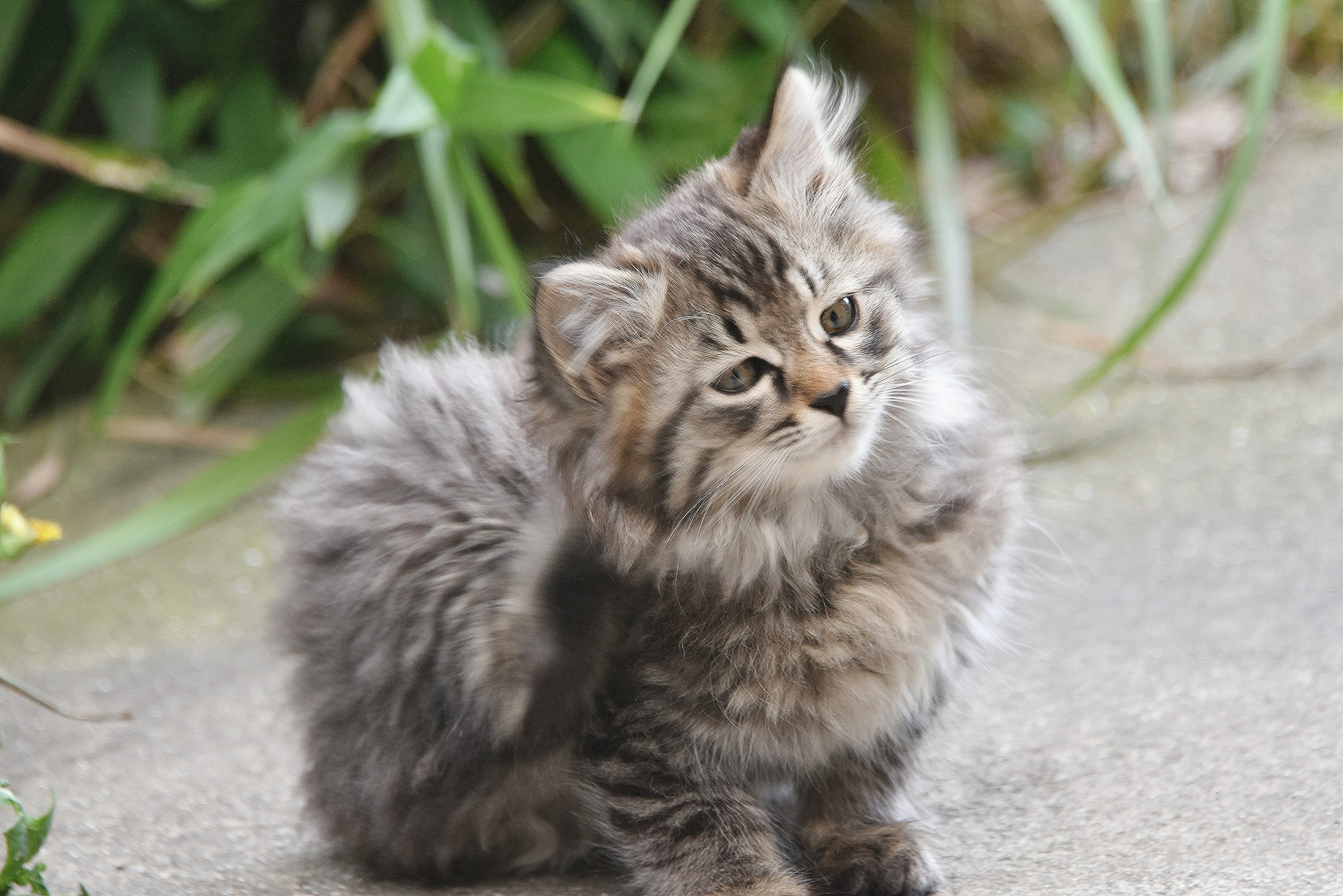 ふわふわの灰色の子猫が外で耳をかいている