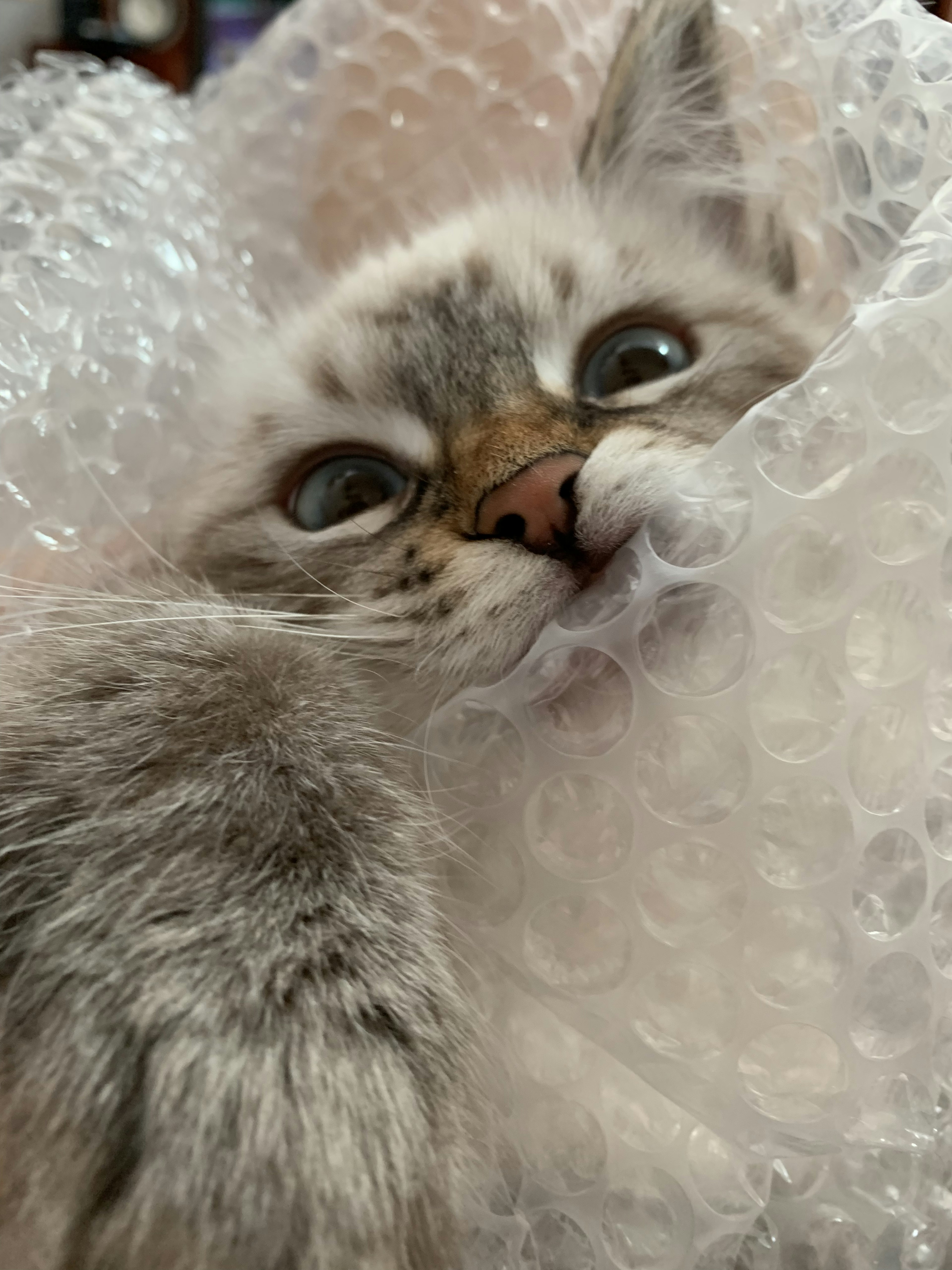 Close-up of a kitten's face wrapped in bubble wrap